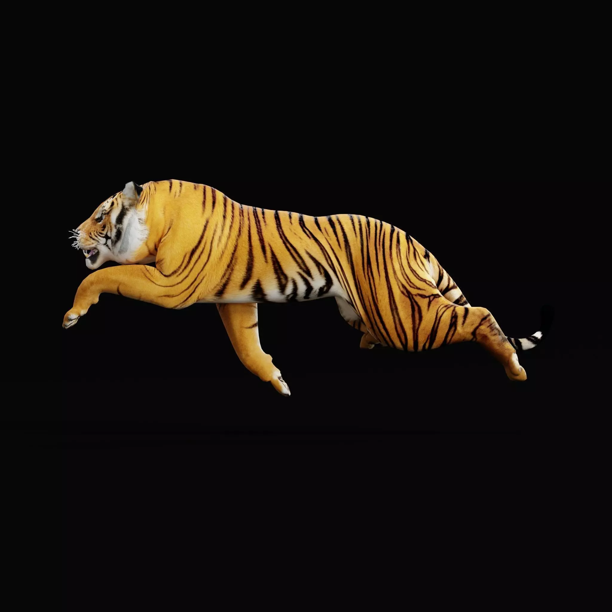 Bengal Tiger Low-poly 3D model_61