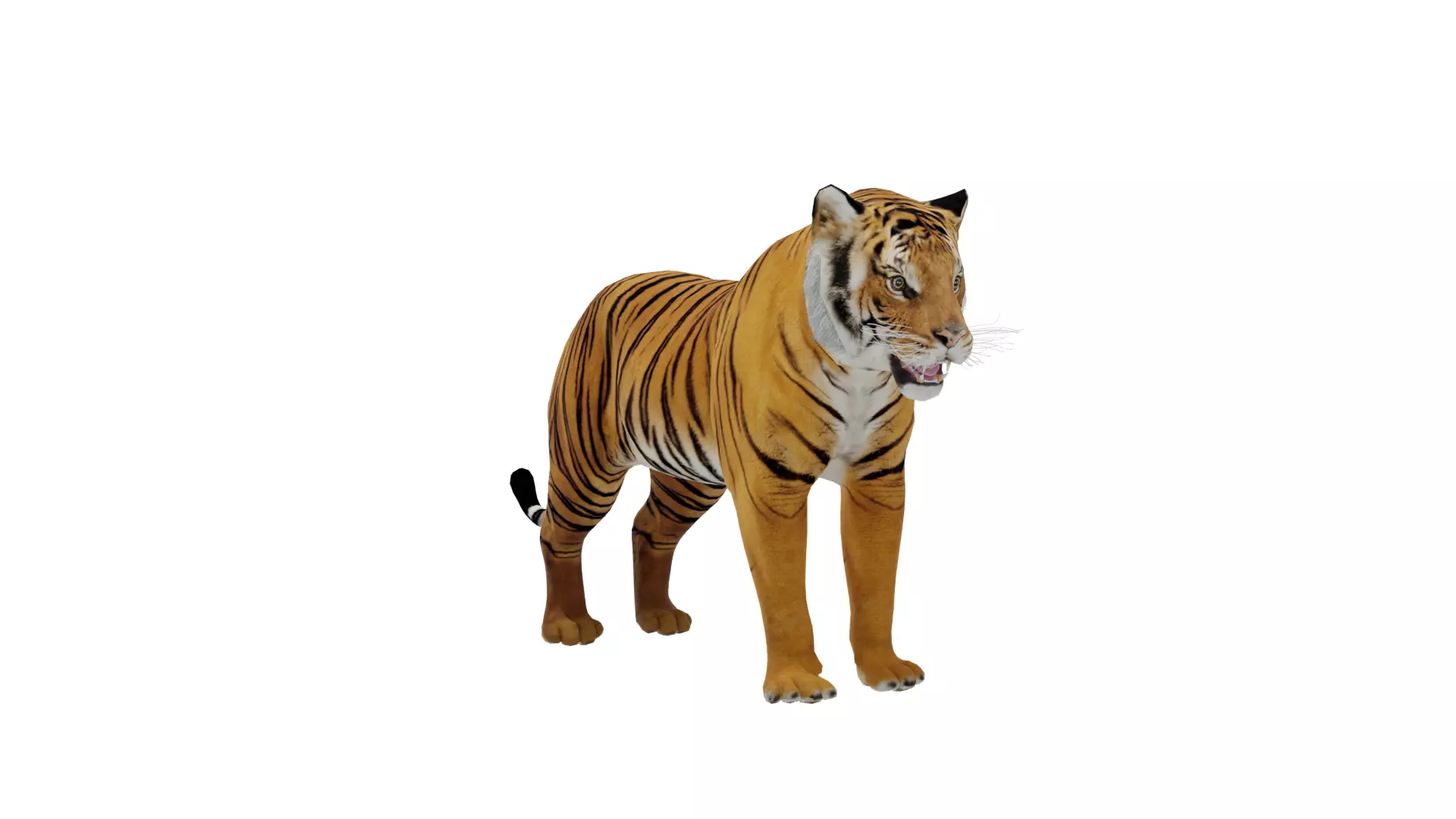 Bengal Tiger Low-poly 3D model_60