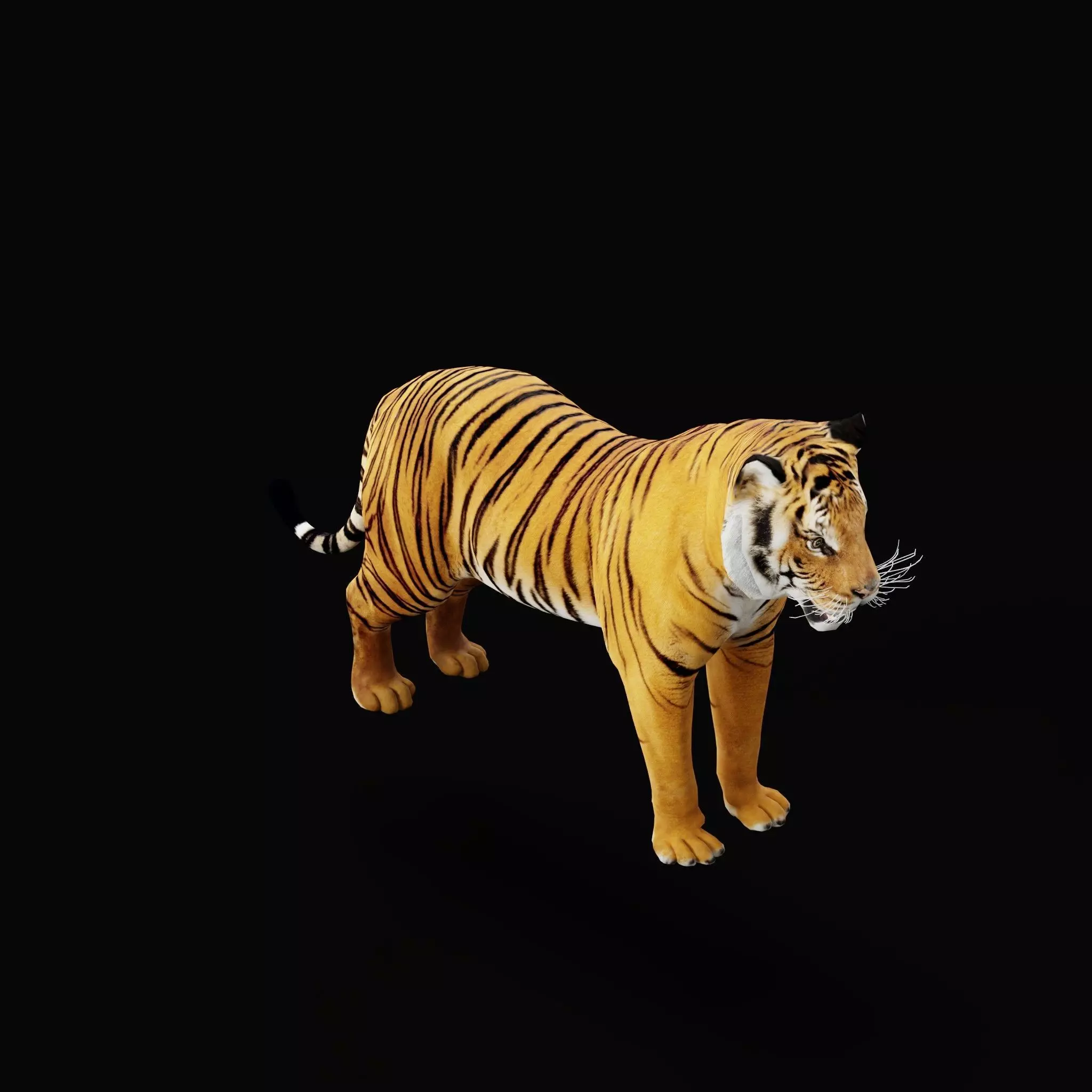 Bengal Tiger Low-poly 3D model_64
