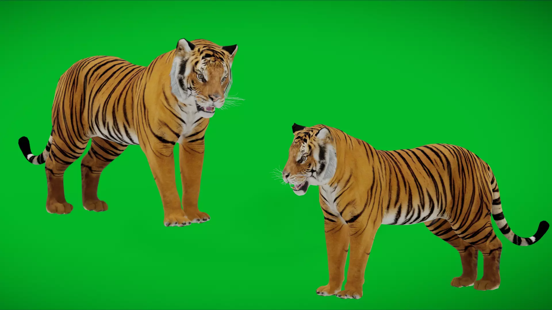 Bengal Tiger Low-poly 3D model_4