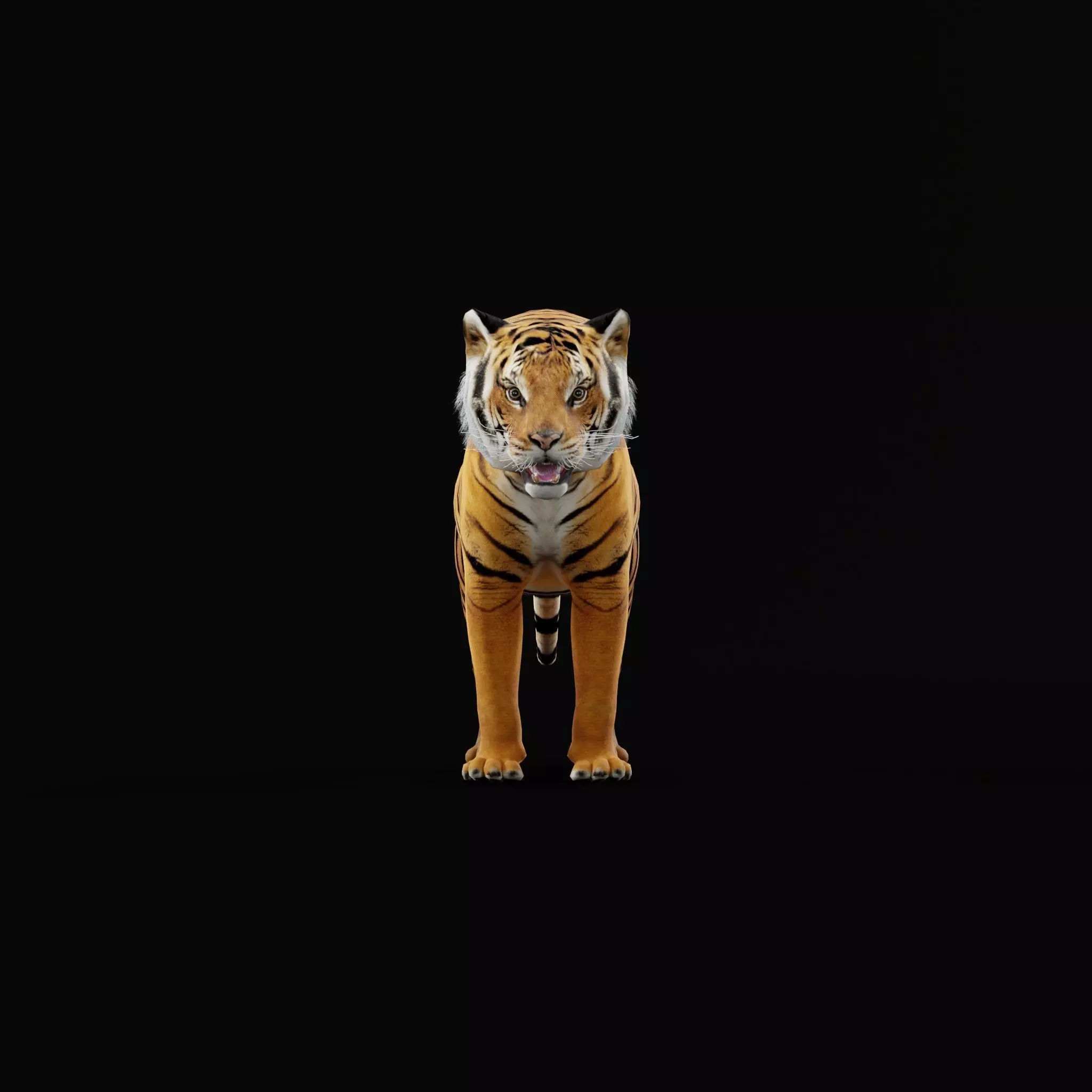 Bengal Tiger Low-poly 3D model_57