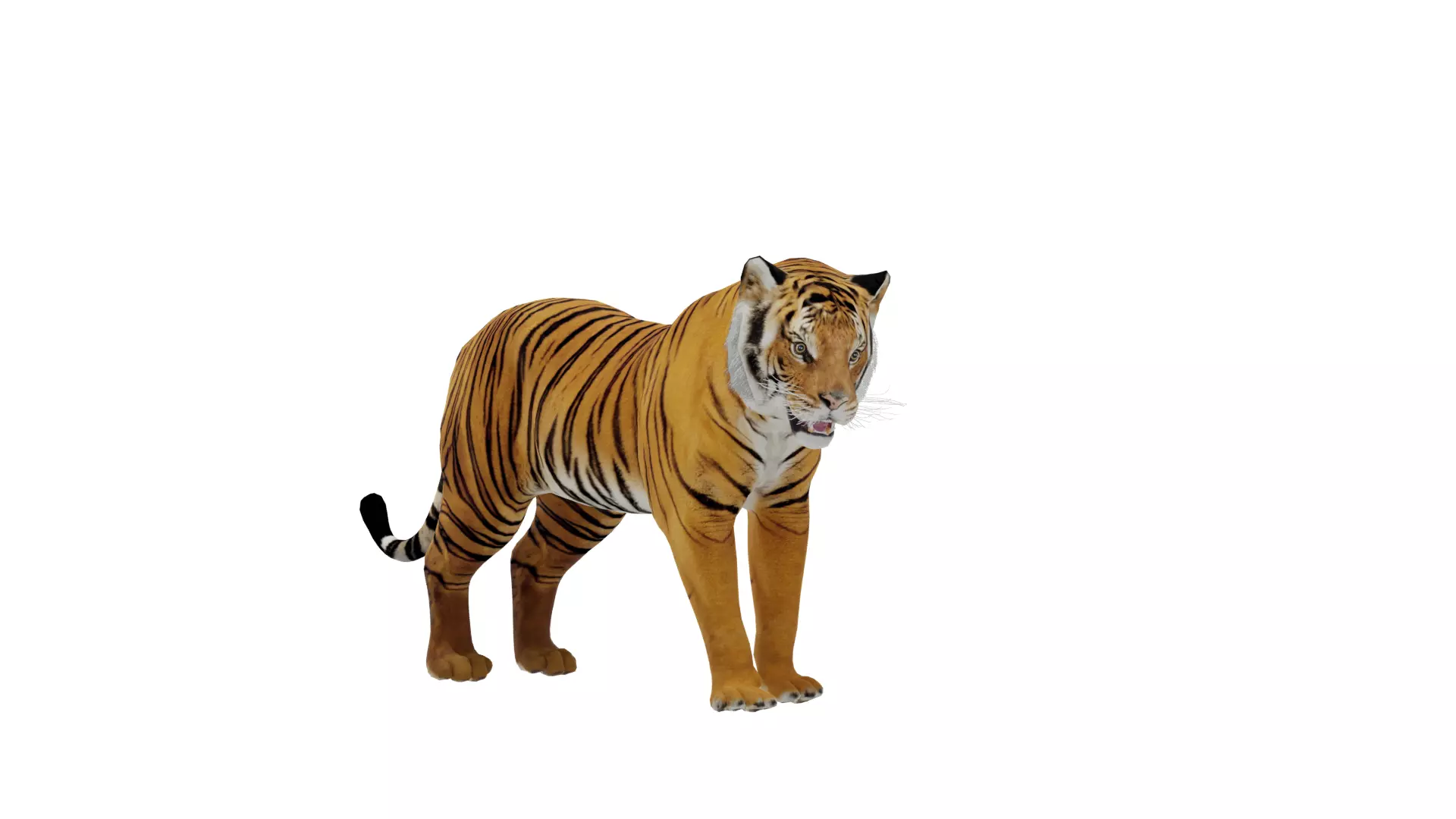 Bengal Tiger Low-poly 3D model_49