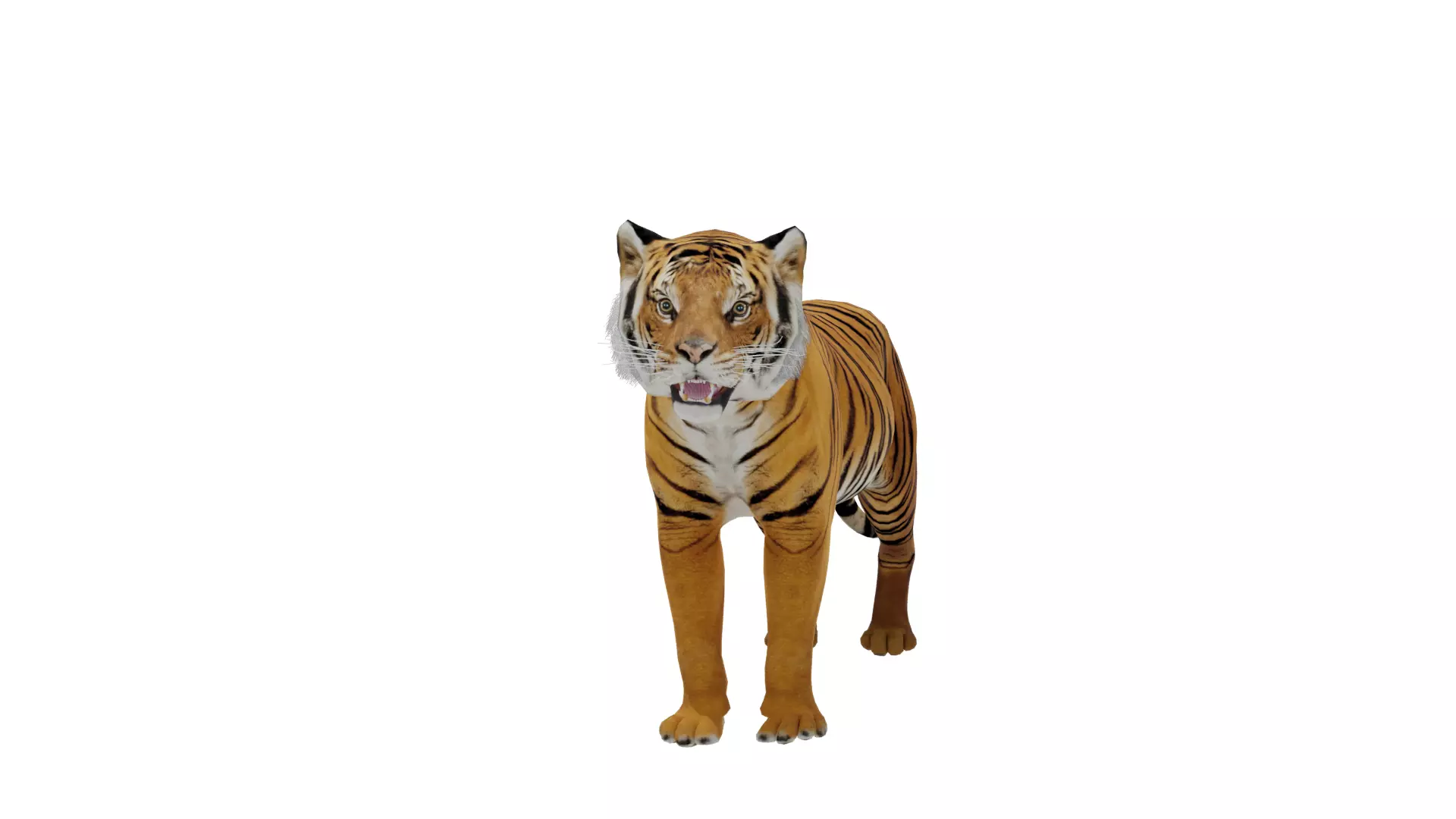 Bengal Tiger Low-poly 3D model_47