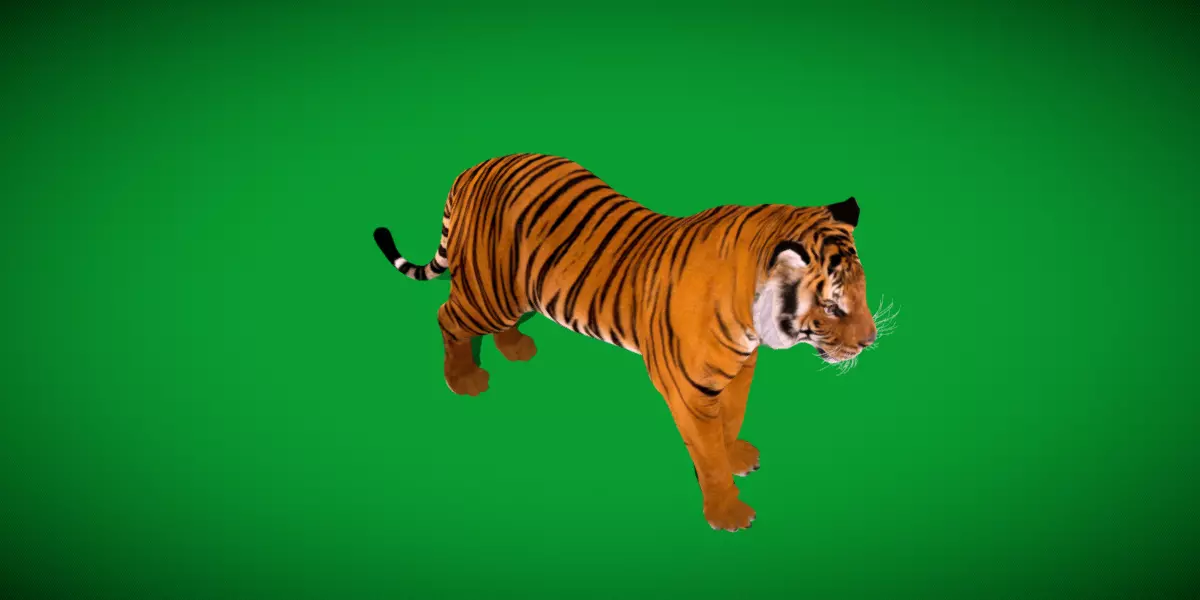 Bengal Tiger Low-poly 3D model_16