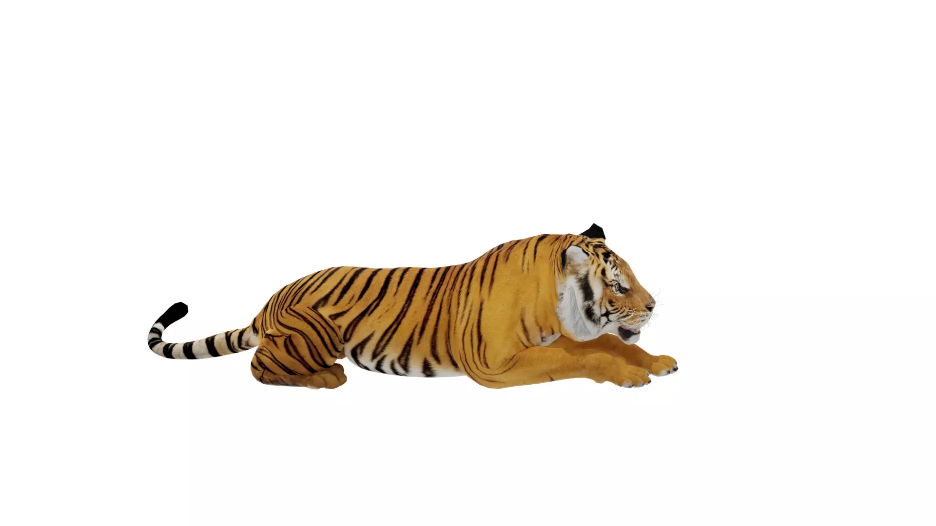 Bengal Tiger Low-poly 3D model_36