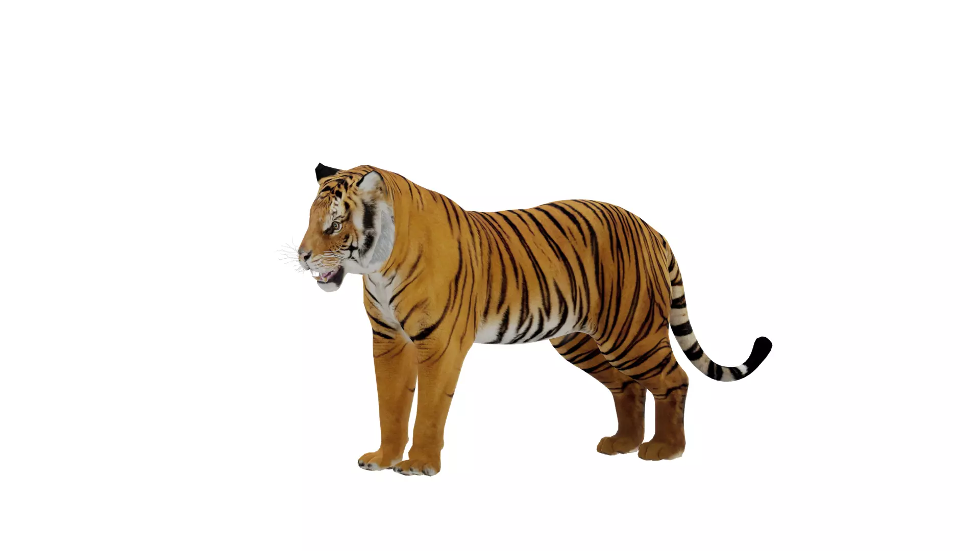 Bengal Tiger Low-poly 3D model_65