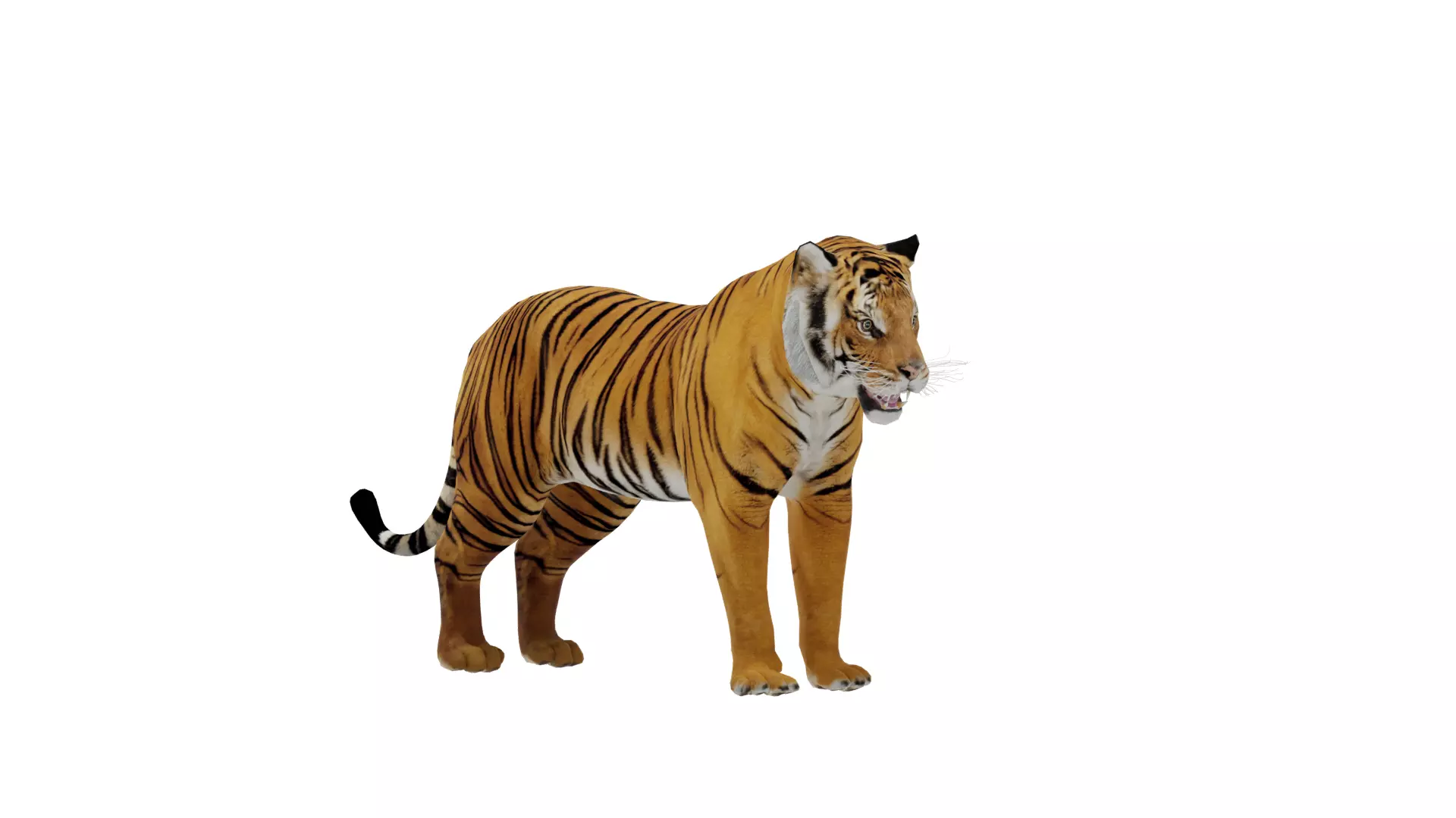 Bengal Tiger Low-poly 3D model_51