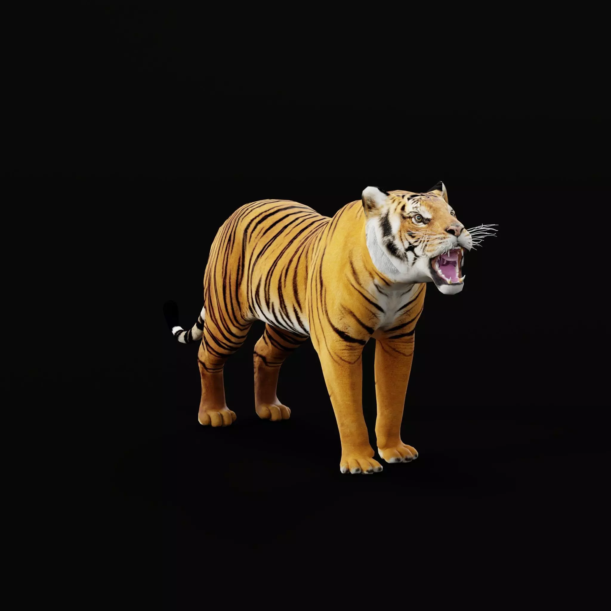 Bengal Tiger Low-poly 3D model_63