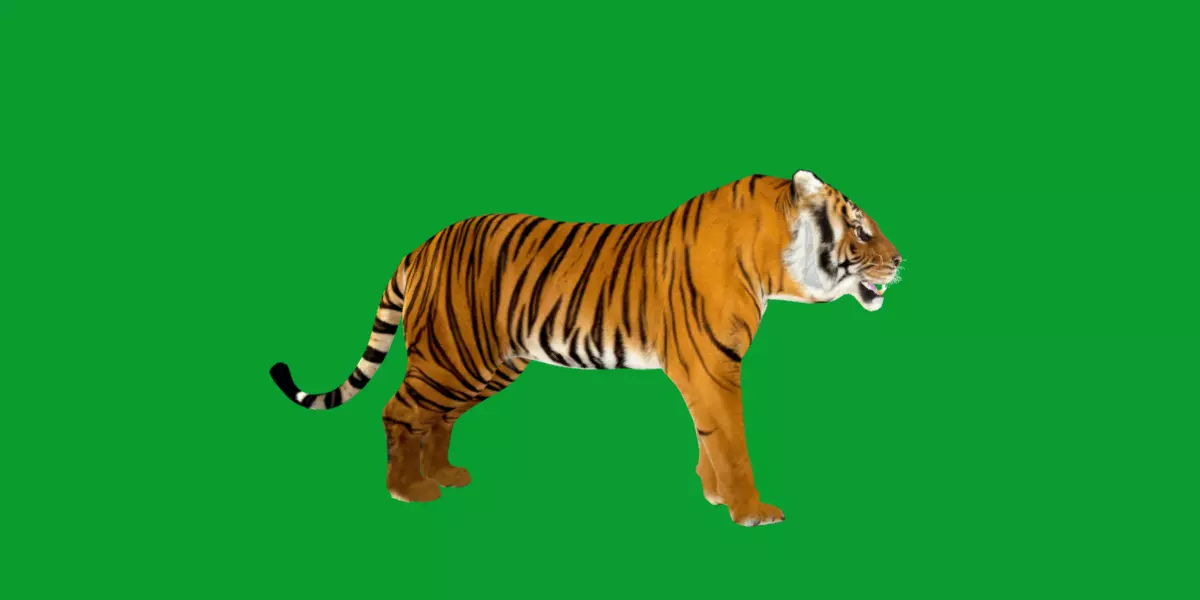 Bengal Tiger Low-poly 3D model_37