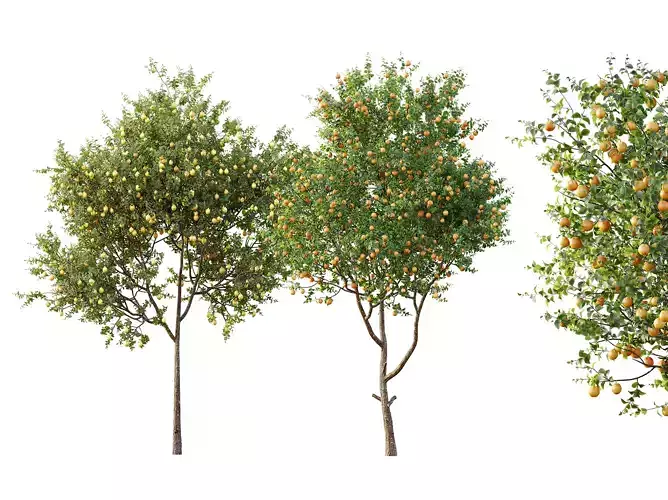 AV Fruit trees Meyer Lemon Orange and Sinensis Orange Arancio 3D model