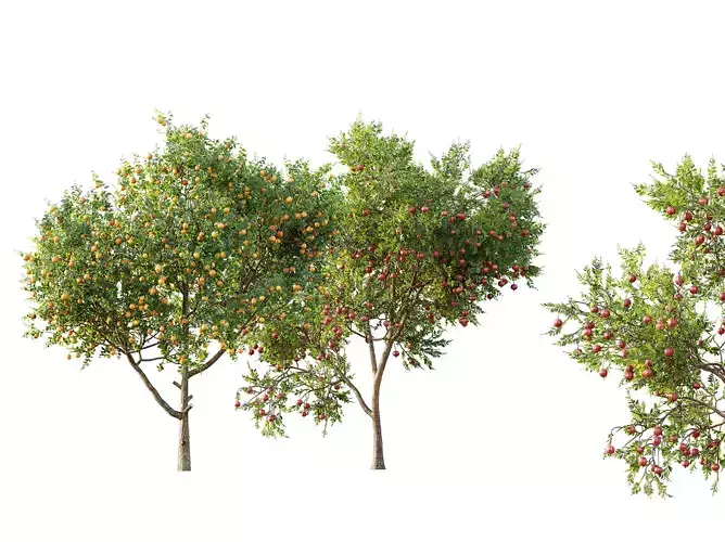 AV Fruit trees Pomegranate and Orange  3D model