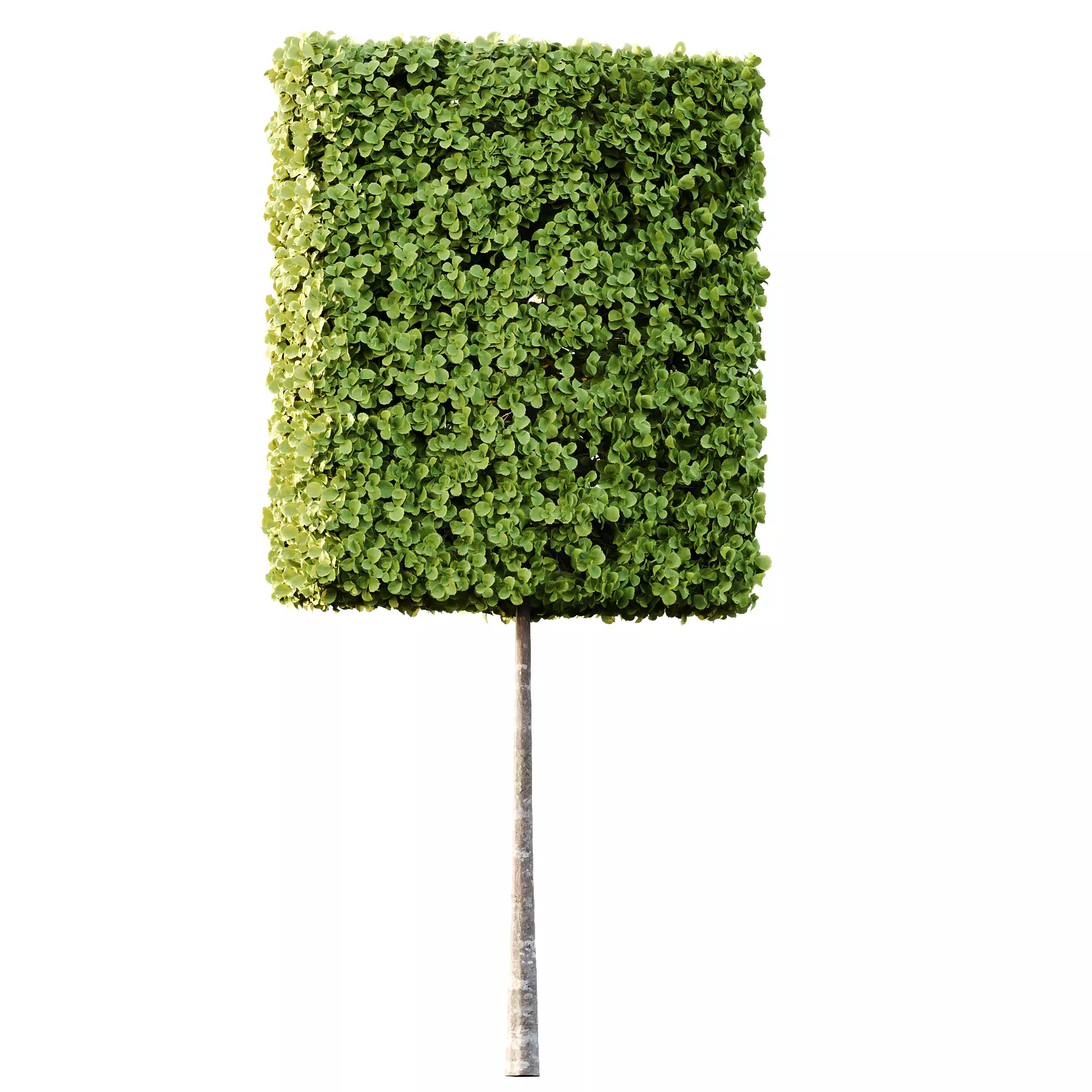 fagus sylvatica tree 16 3D model_3