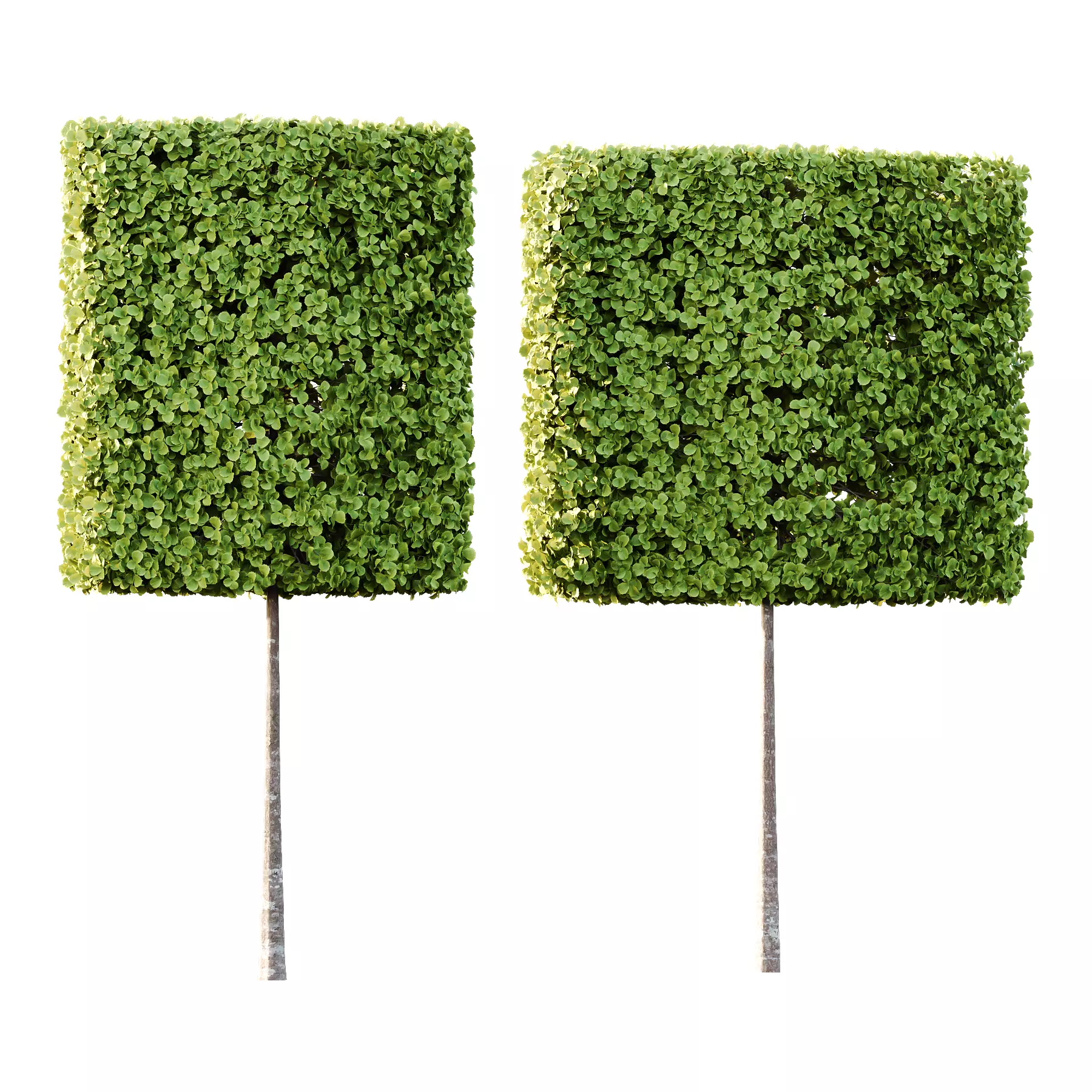 fagus sylvatica tree 16 3D model_0