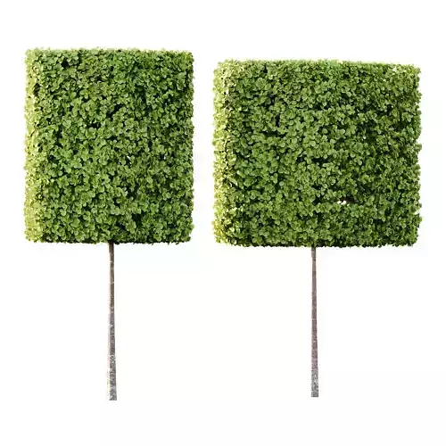 fagus sylvatica tree 16 3D model