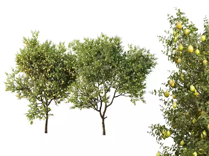 AV Fruit Trees Orange Lemon and Lemon 3D model