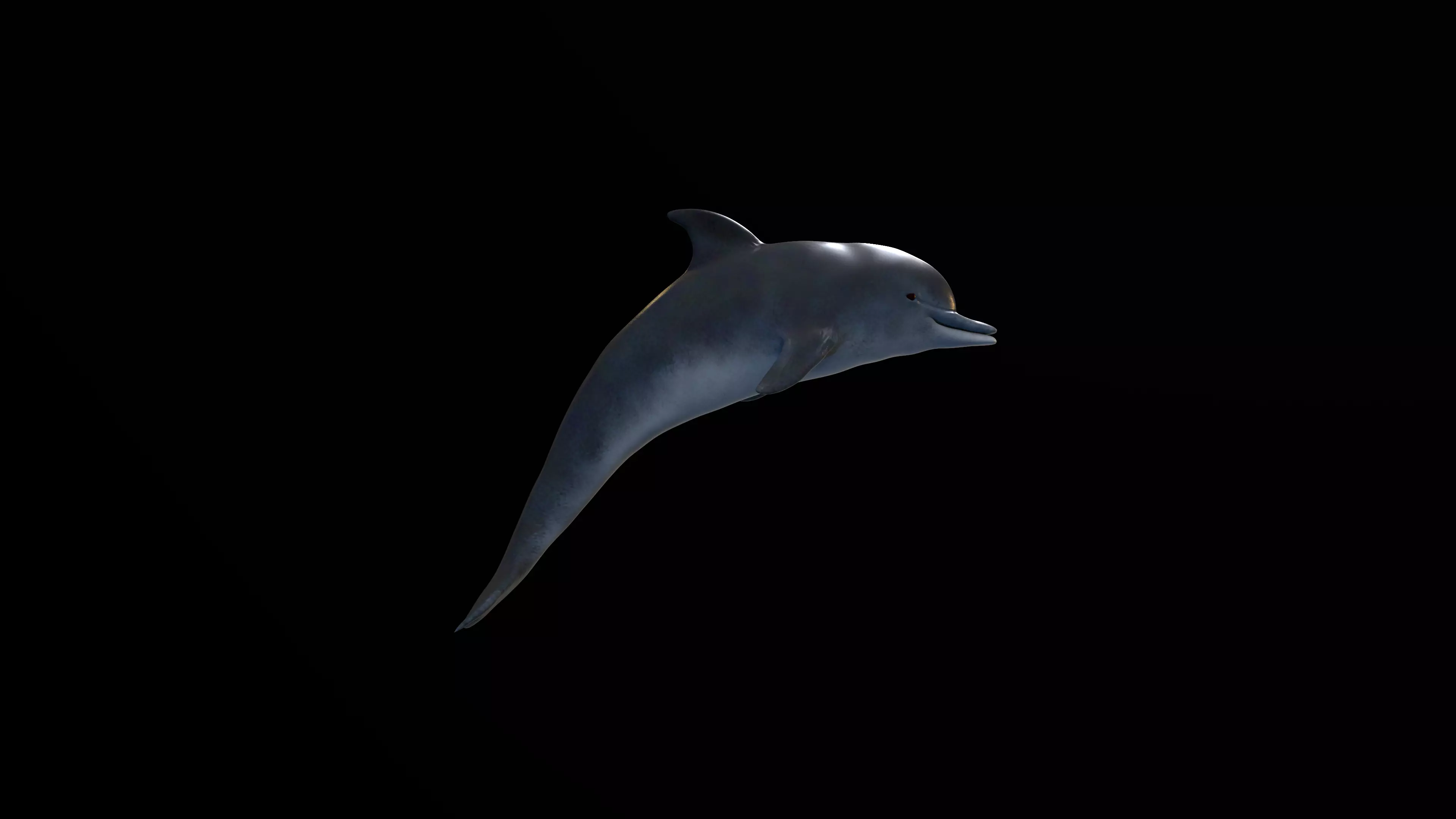 Game Ready Low Poly Dolphin Low-poly 3D model_5