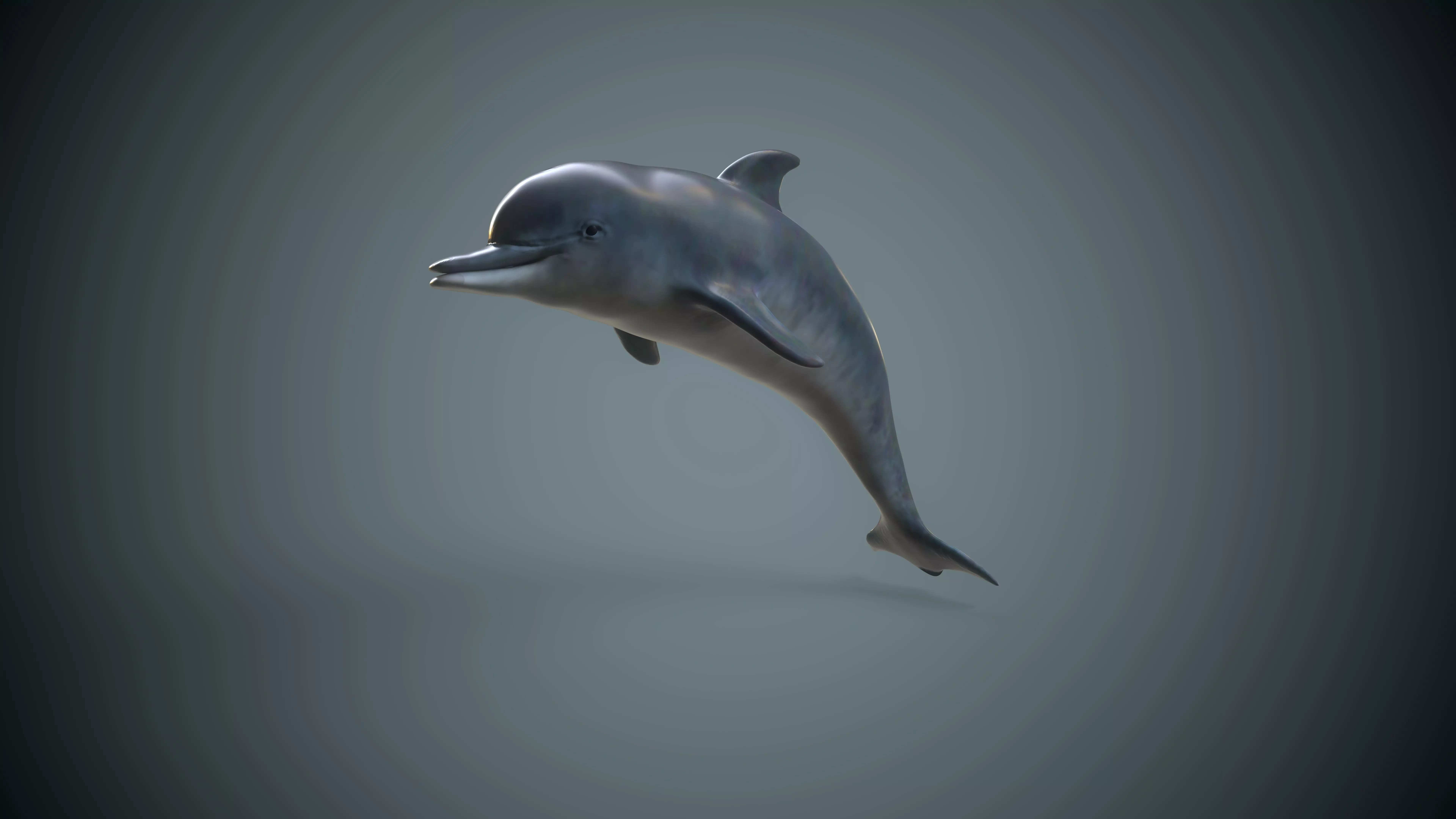 Game Ready Low Poly Dolphin Low-poly 3D model_0