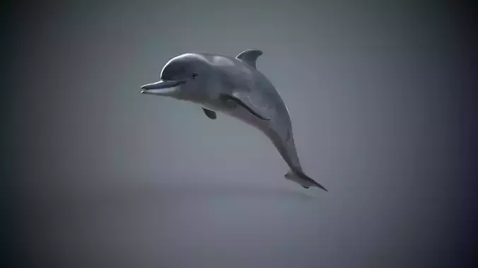 Game Ready Low Poly Dolphin Low-poly 3D model