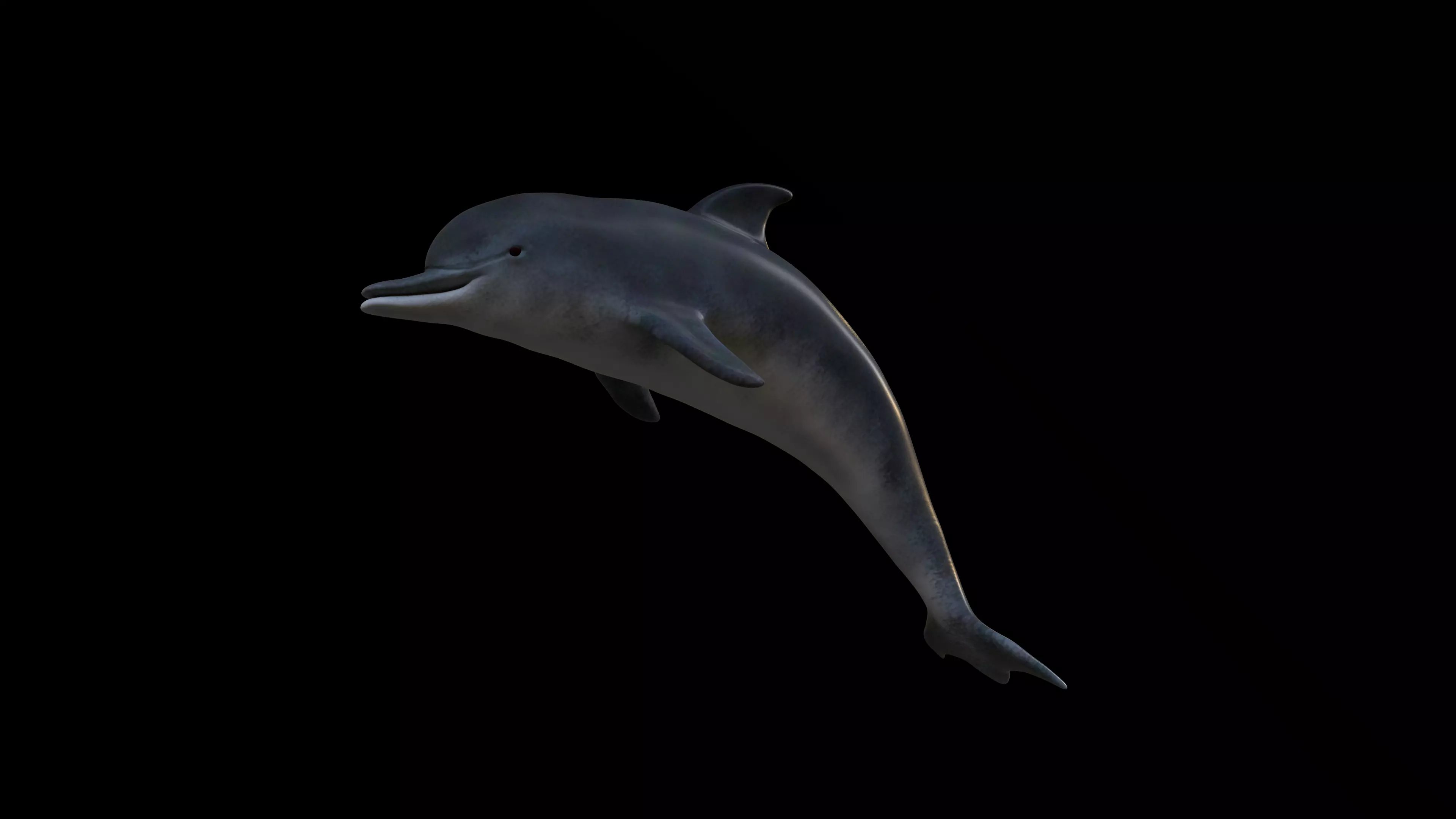 Game Ready Low Poly Dolphin Low-poly 3D model_4
