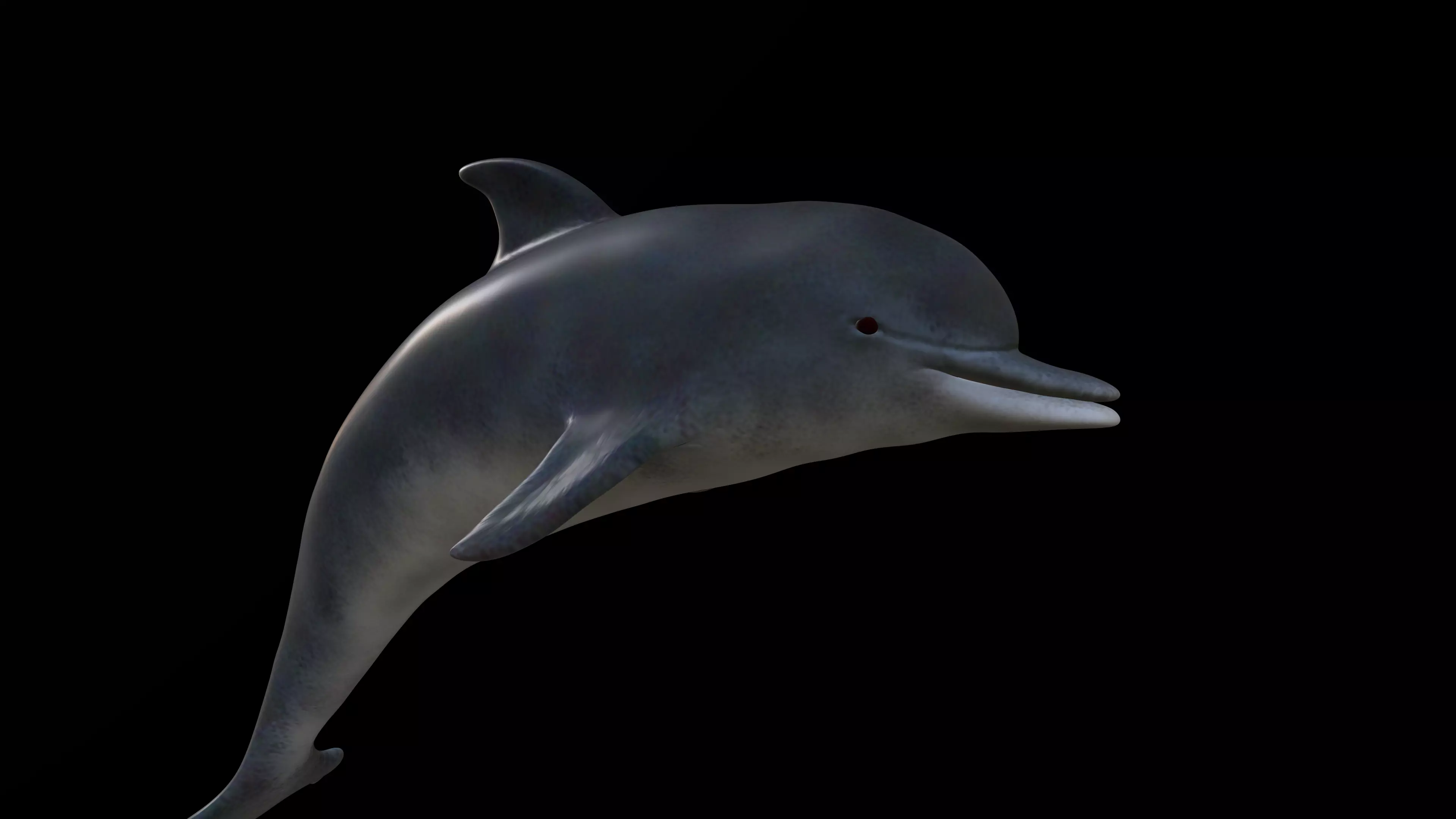 Game Ready Low Poly Dolphin Low-poly 3D model_3