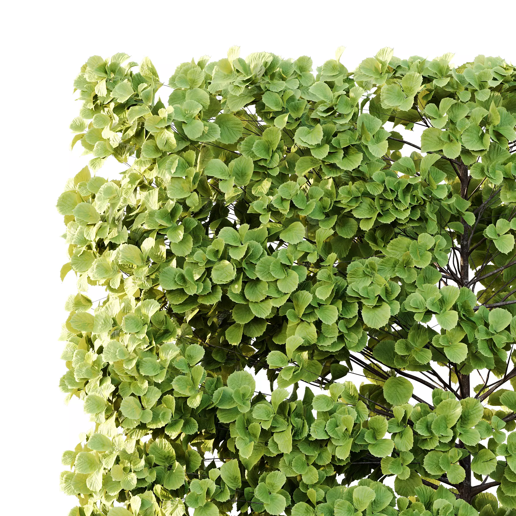 fagus sylvatica tree 17 3D model_4