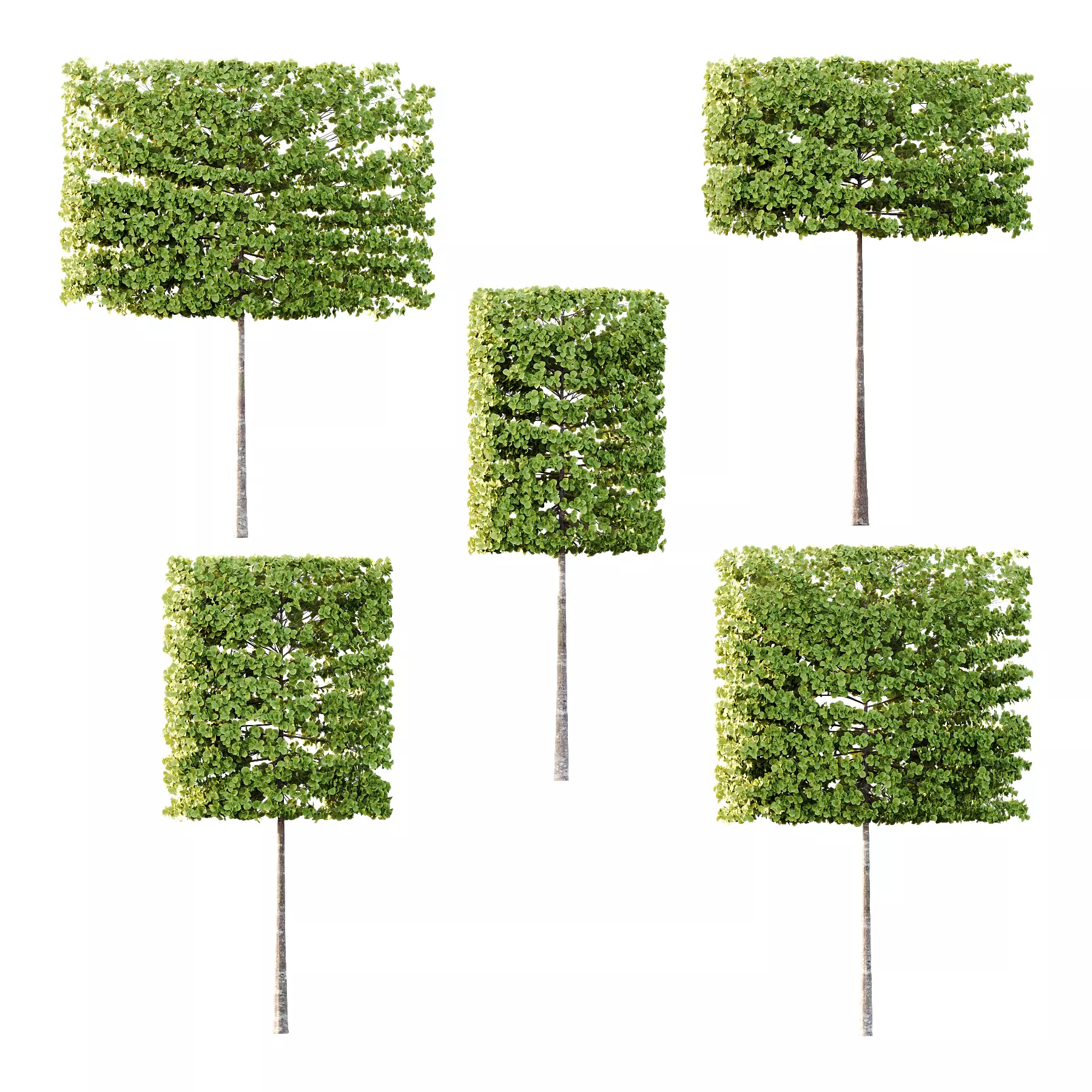 fagus sylvatica tree 17 3D model_0