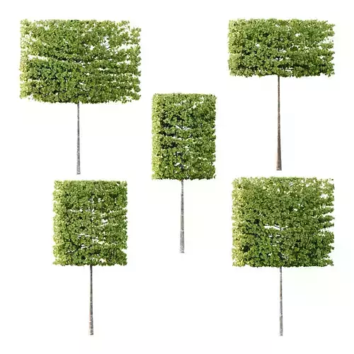 fagus sylvatica tree 17 3D model