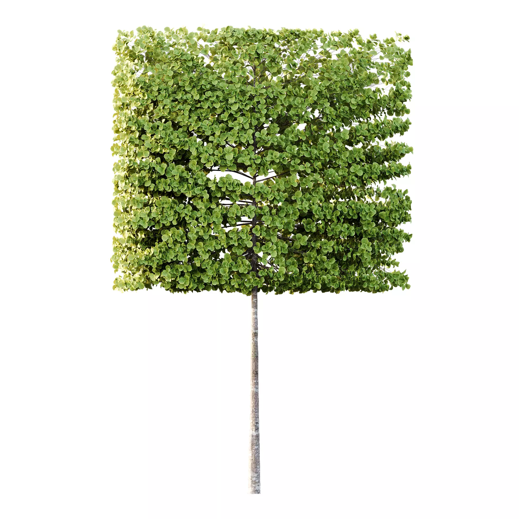 fagus sylvatica tree 17 3D model_1