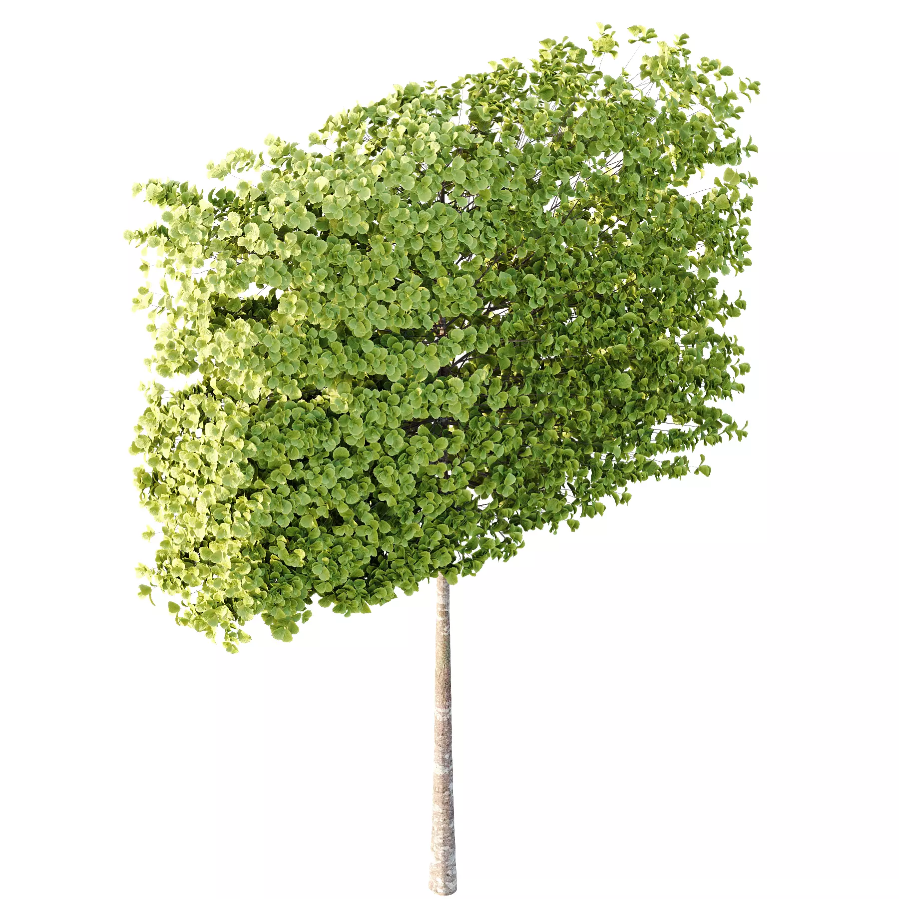 fagus sylvatica tree 17 3D model_3