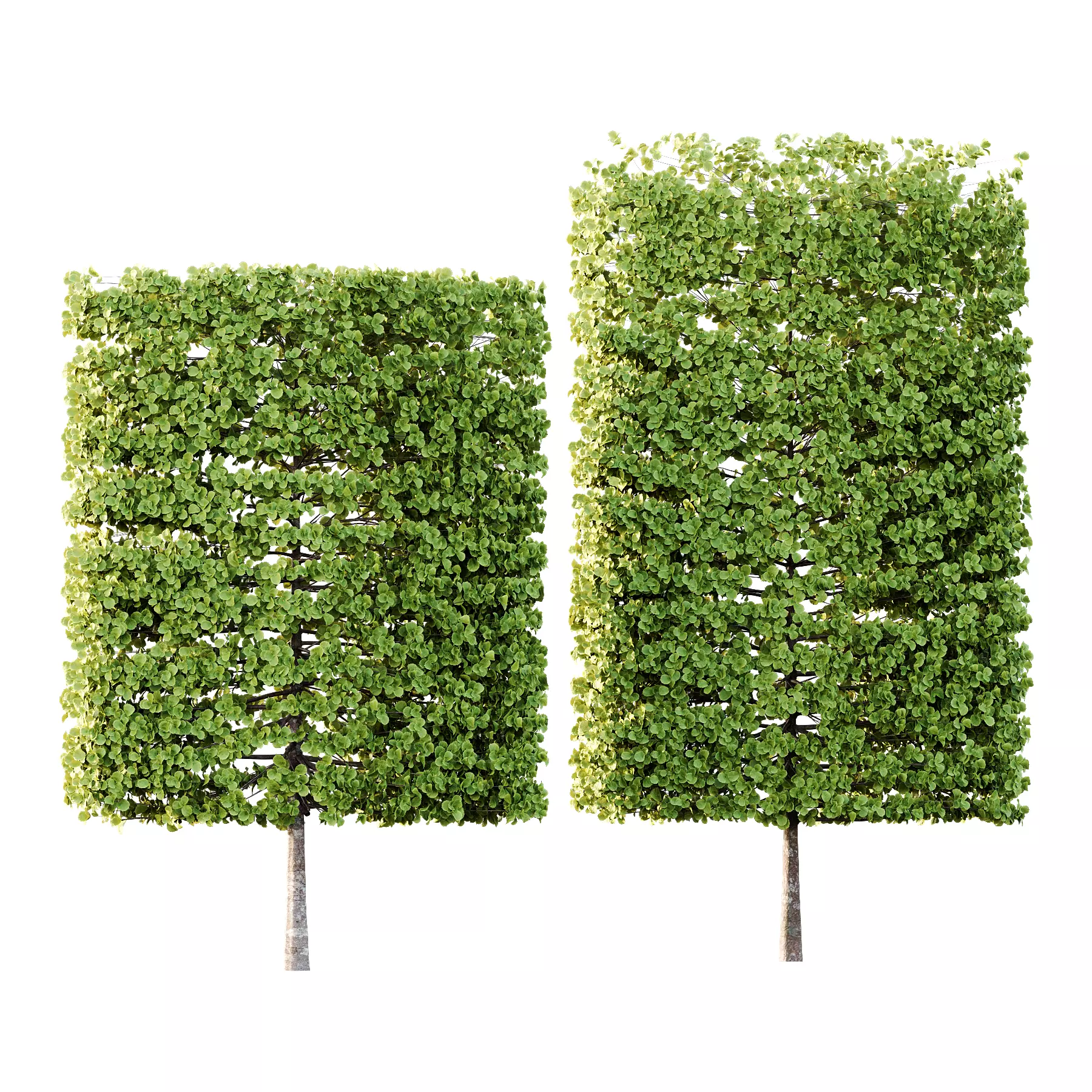 fagus sylvatica tree 18 3D model_0