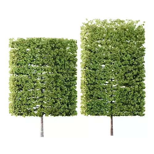 fagus sylvatica tree 18 3D model fagus sylvatica tree 18 3D model