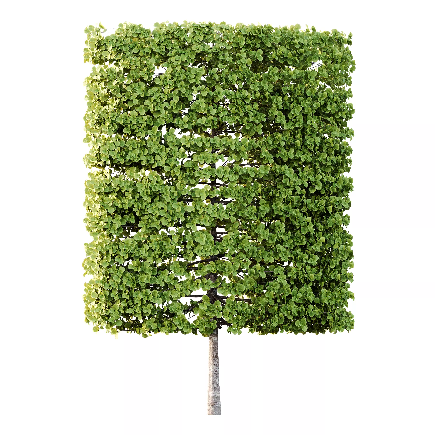 fagus sylvatica tree 18 3D model_1