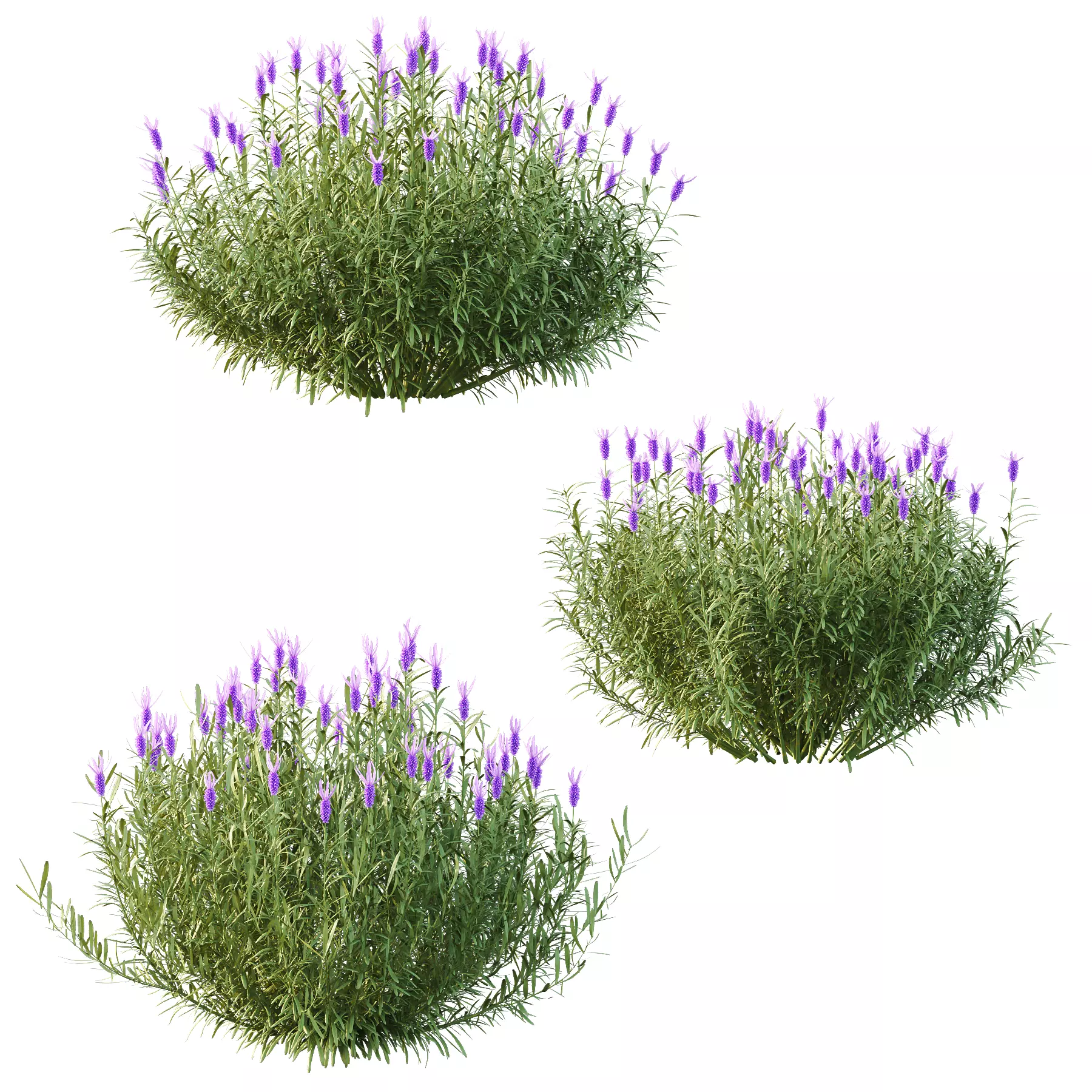 plant bush Flower Lavandula Stoechas 03 3D model_4