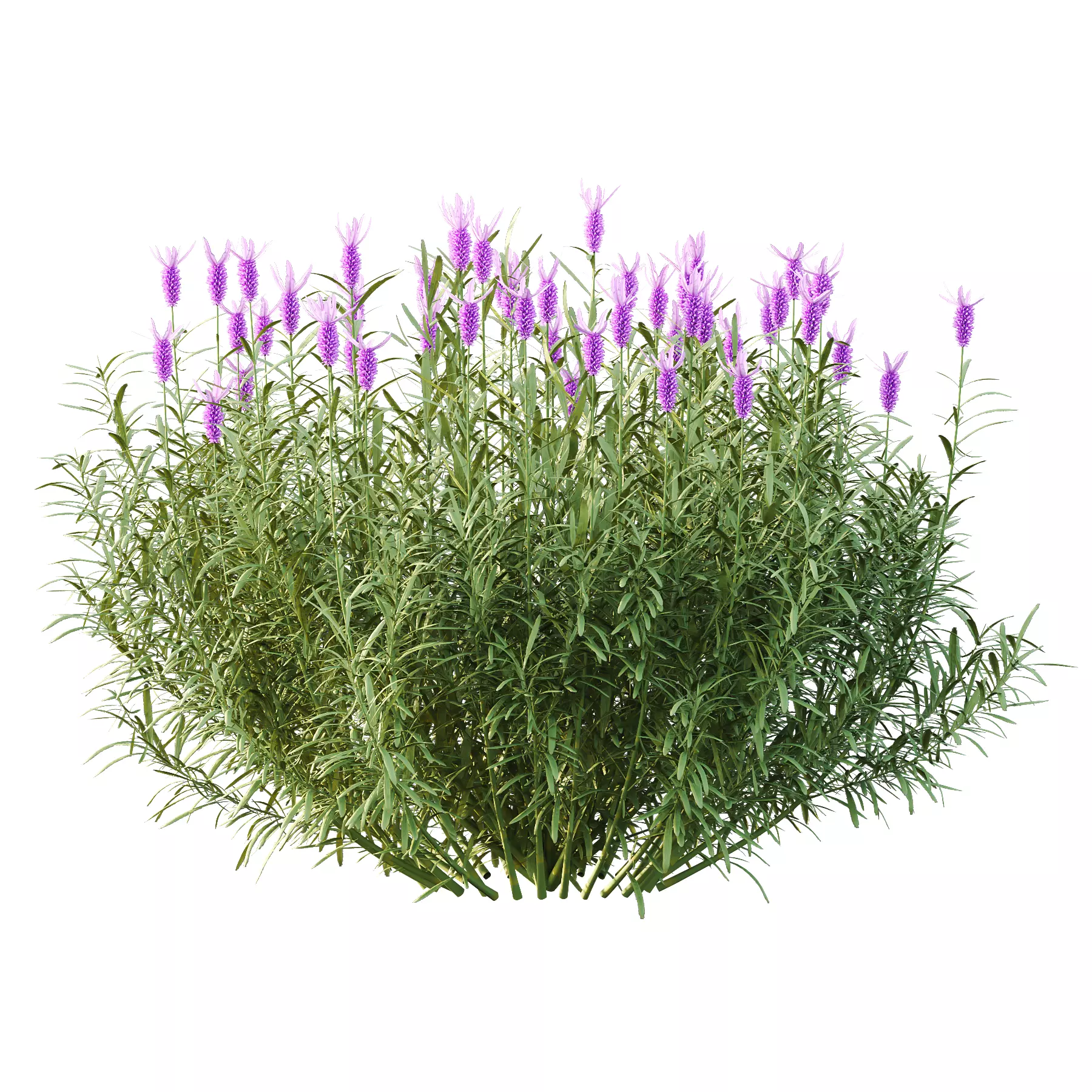 plant bush Flower Lavandula Stoechas 03 3D model_3