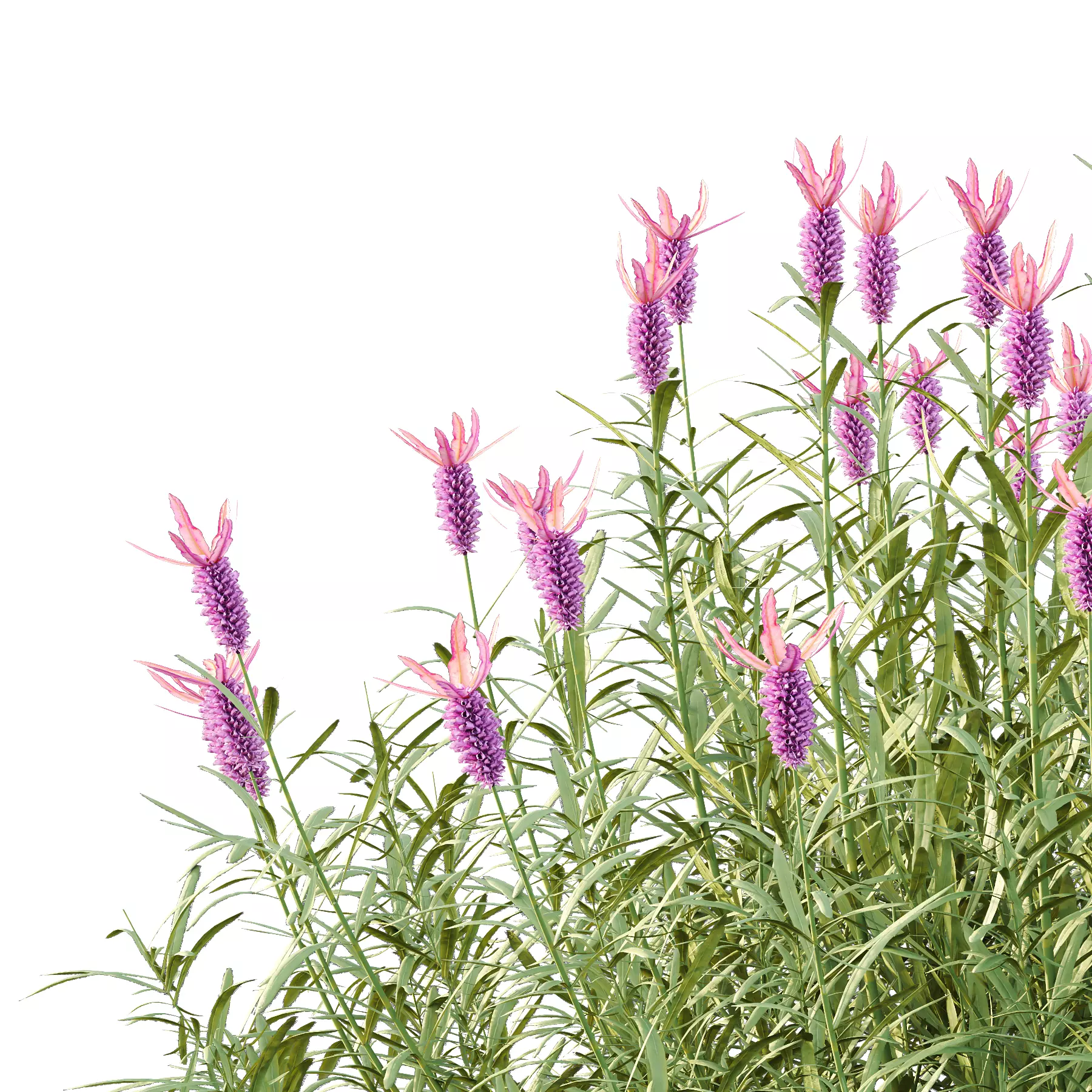 plant bush Flower Lavandula Stoechas 03 3D model_5