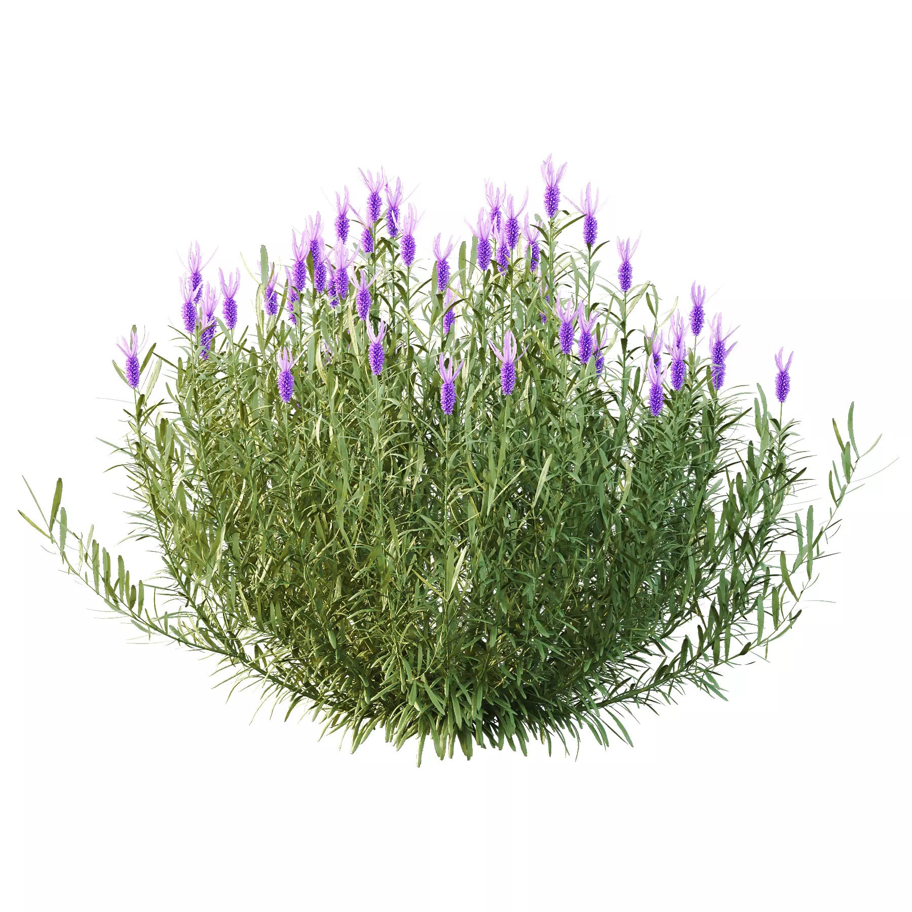 plant bush Flower Lavandula Stoechas 03 3D model_2