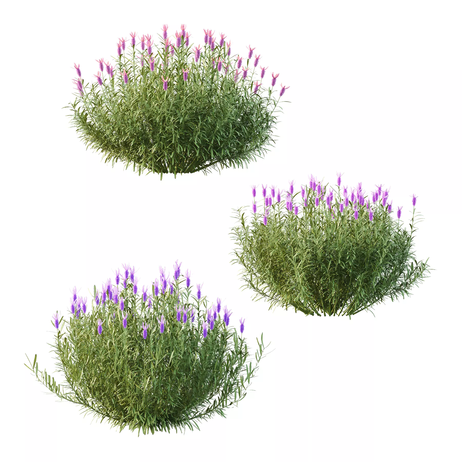 plant bush Flower Lavandula Stoechas 03 3D model_0