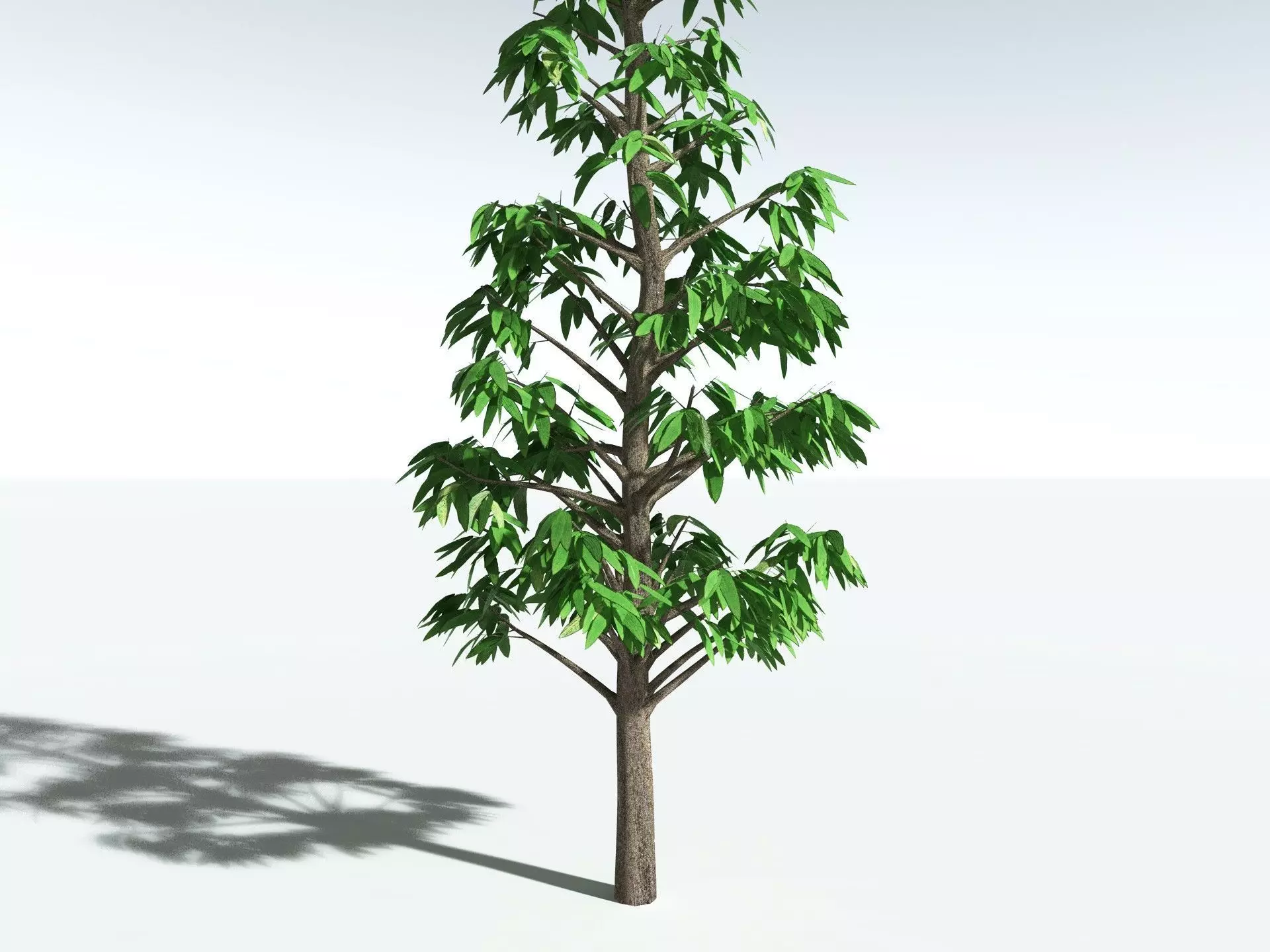 EVERYPlant Cordaites Principalis 3D model_27