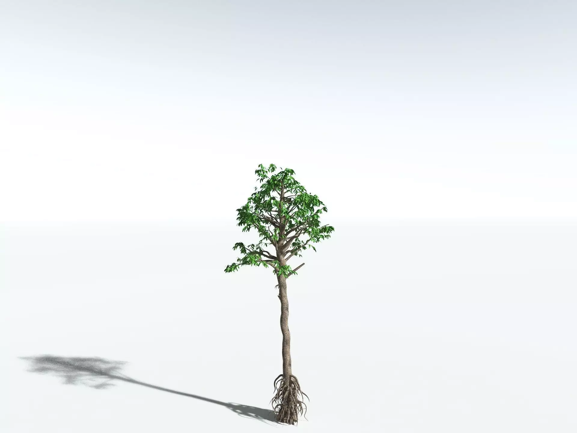 EVERYPlant Cordaites Principalis 3D model_22