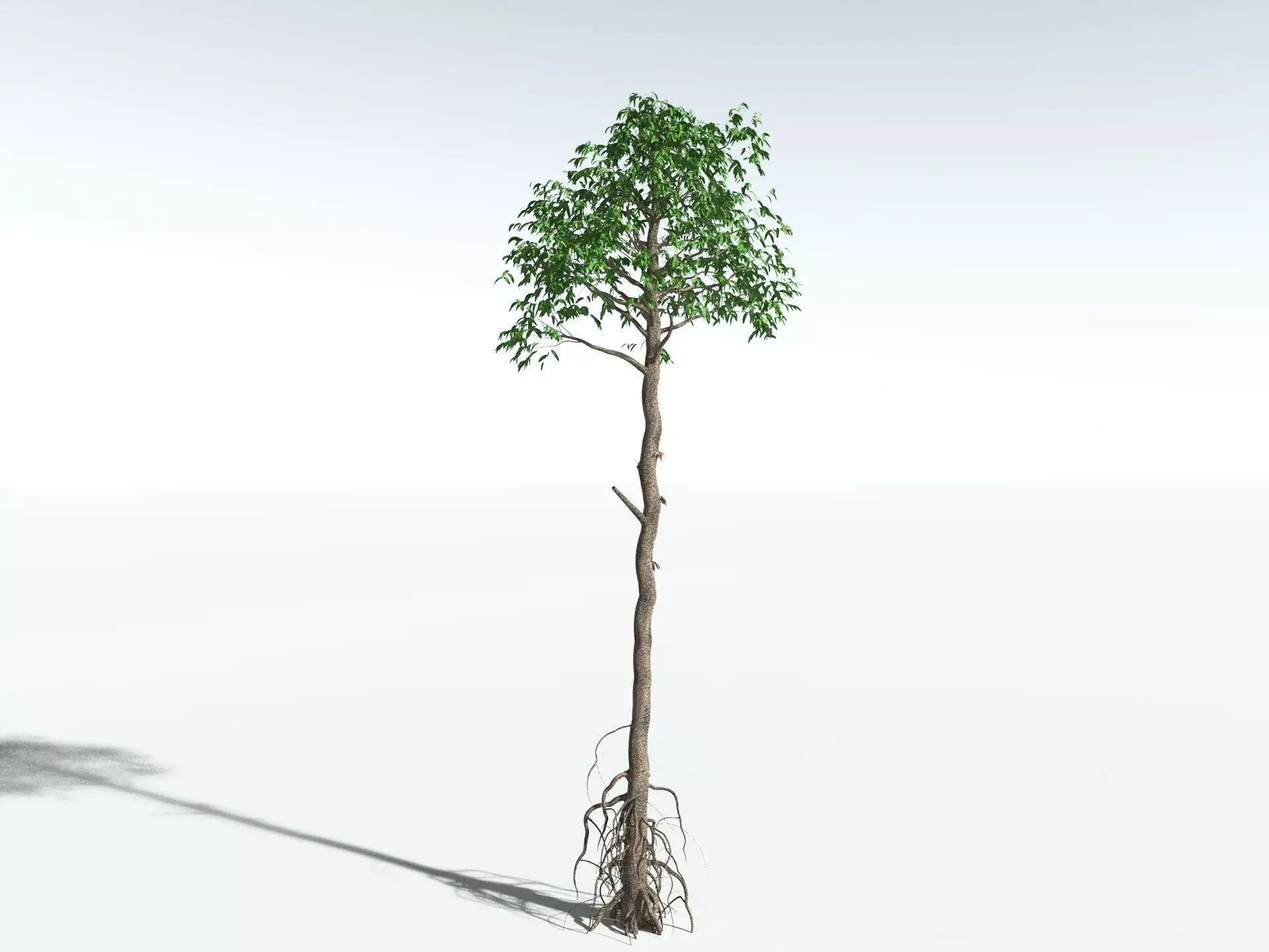 EVERYPlant Cordaites Principalis 3D model_12