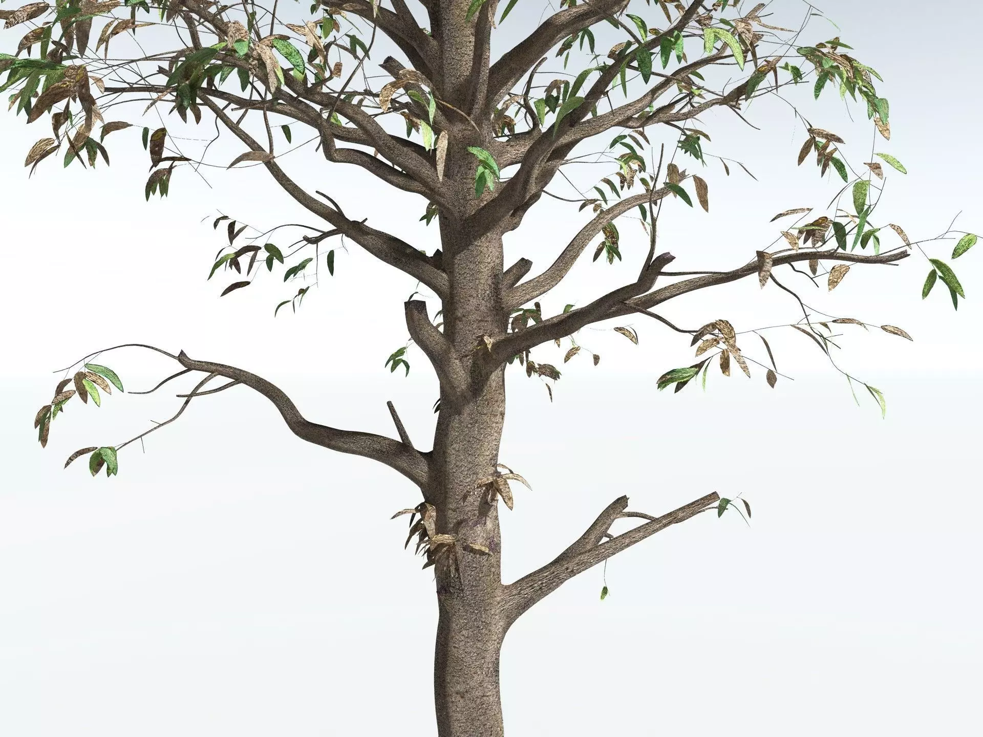 EVERYPlant Cordaites Principalis 3D model_17