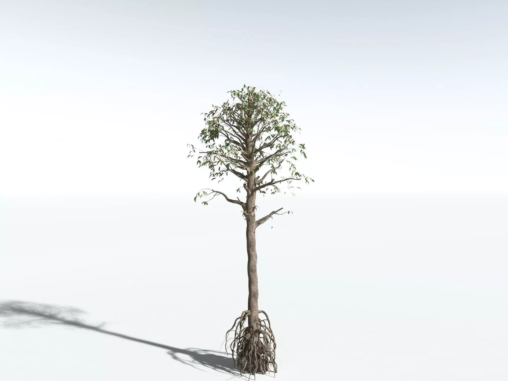 EVERYPlant Cordaites Principalis 3D model_16
