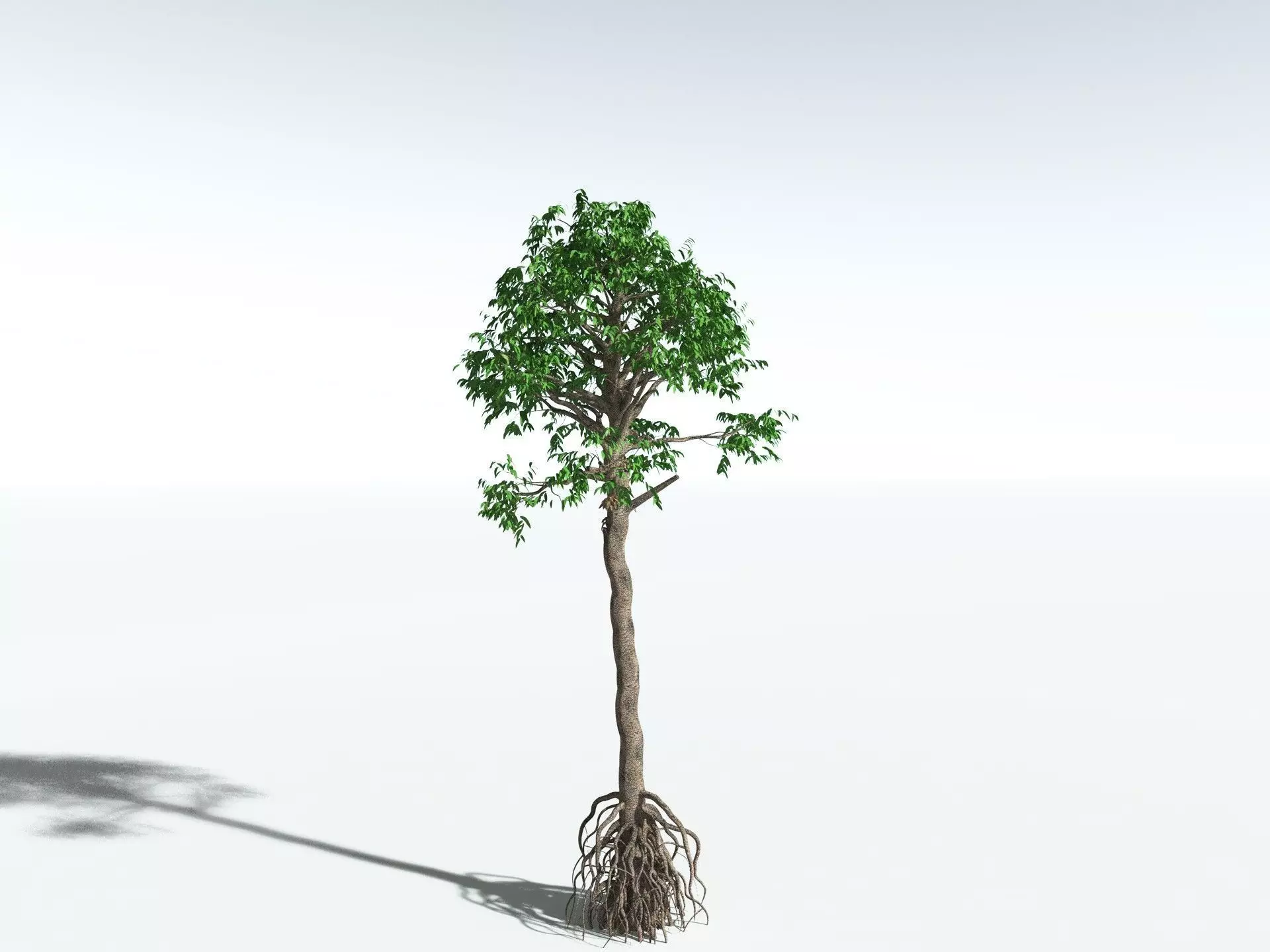EVERYPlant Cordaites Principalis 3D model_0