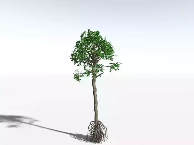 EVERYPlant Cordaites Principalis -16 Models- 3D model