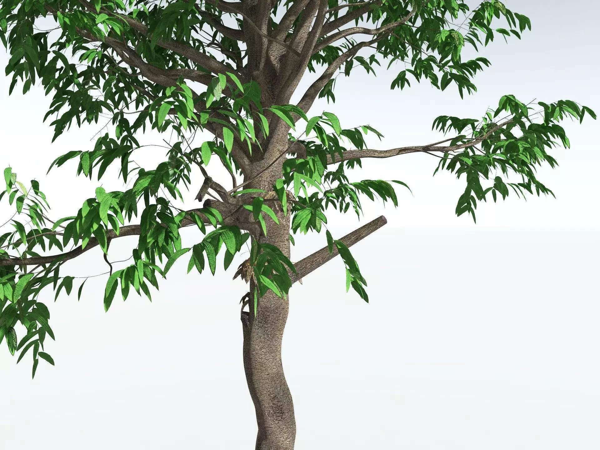 EVERYPlant Cordaites Principalis 3D model_1