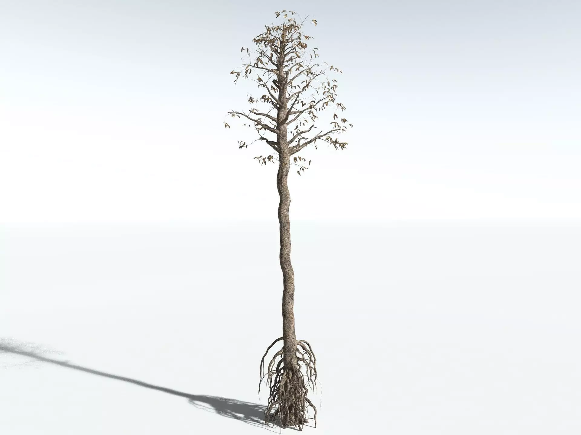 EVERYPlant Cordaites Principalis 3D model_18