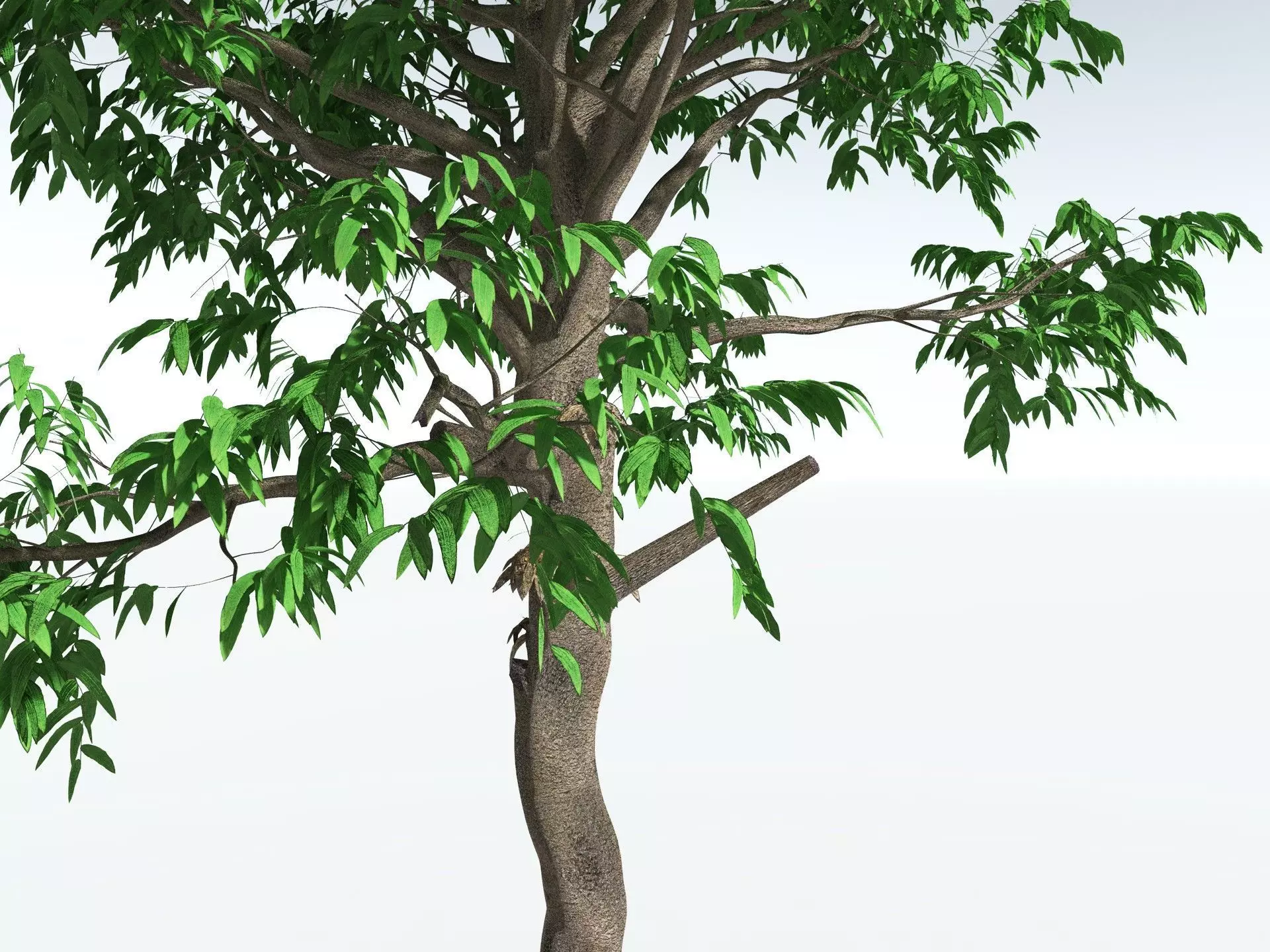 EVERYPlant Cordaites Principalis 3D model_11