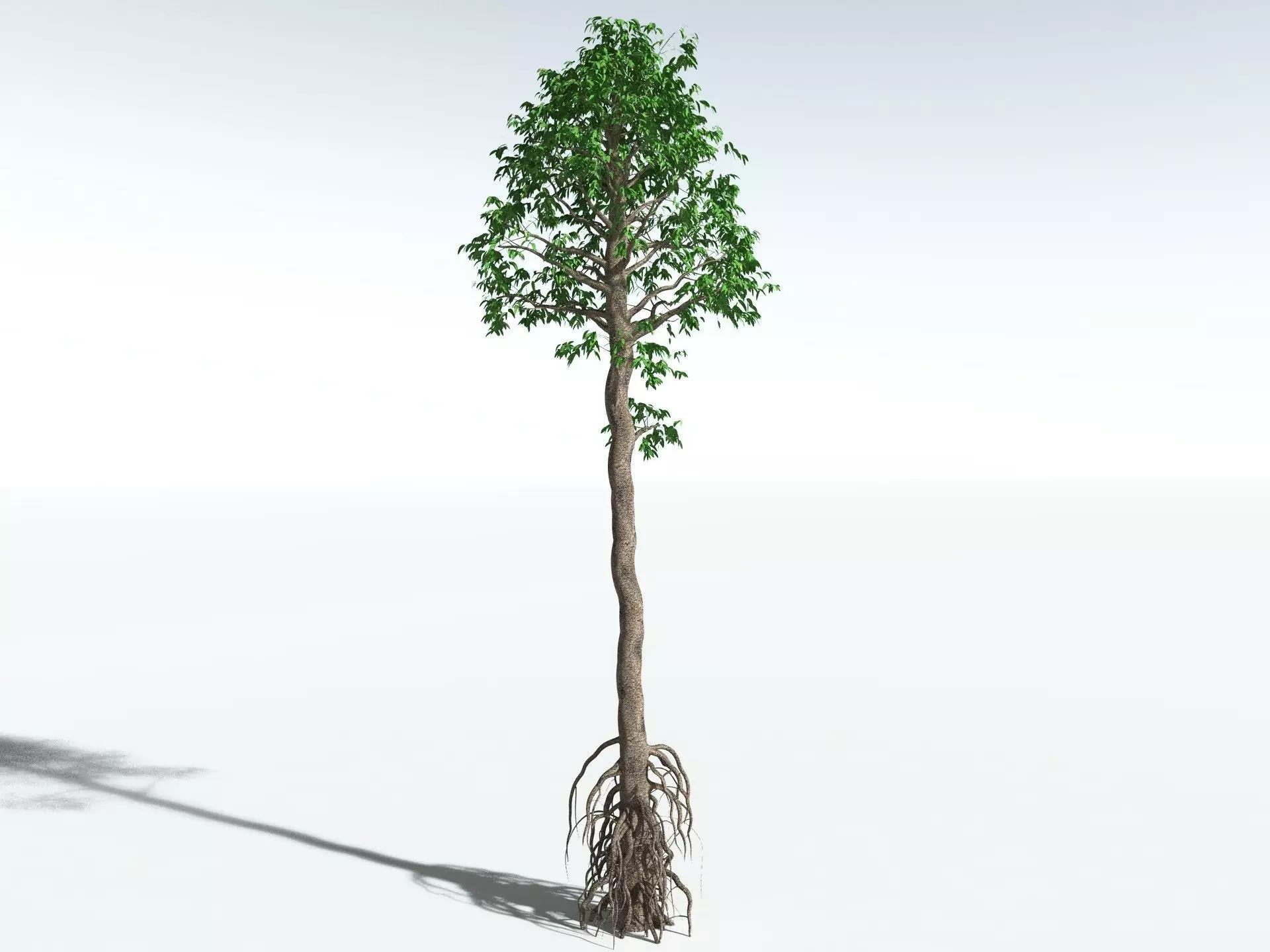 EVERYPlant Cordaites Principalis 3D model_8