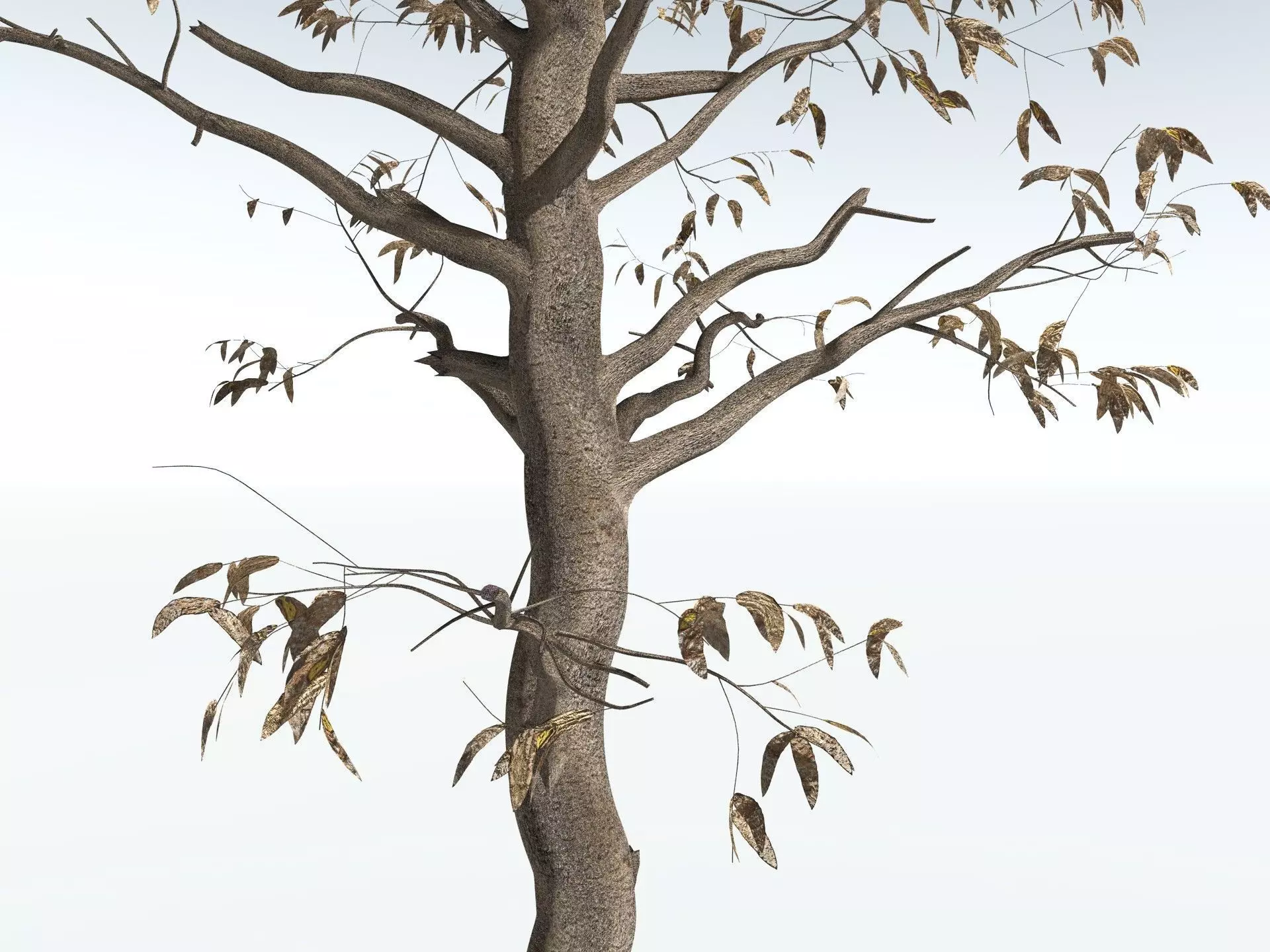 EVERYPlant Cordaites Principalis 3D model_19