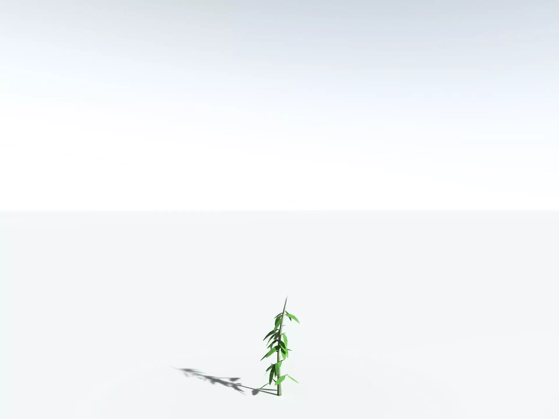 EVERYPlant Cordaites Principalis 3D model_31